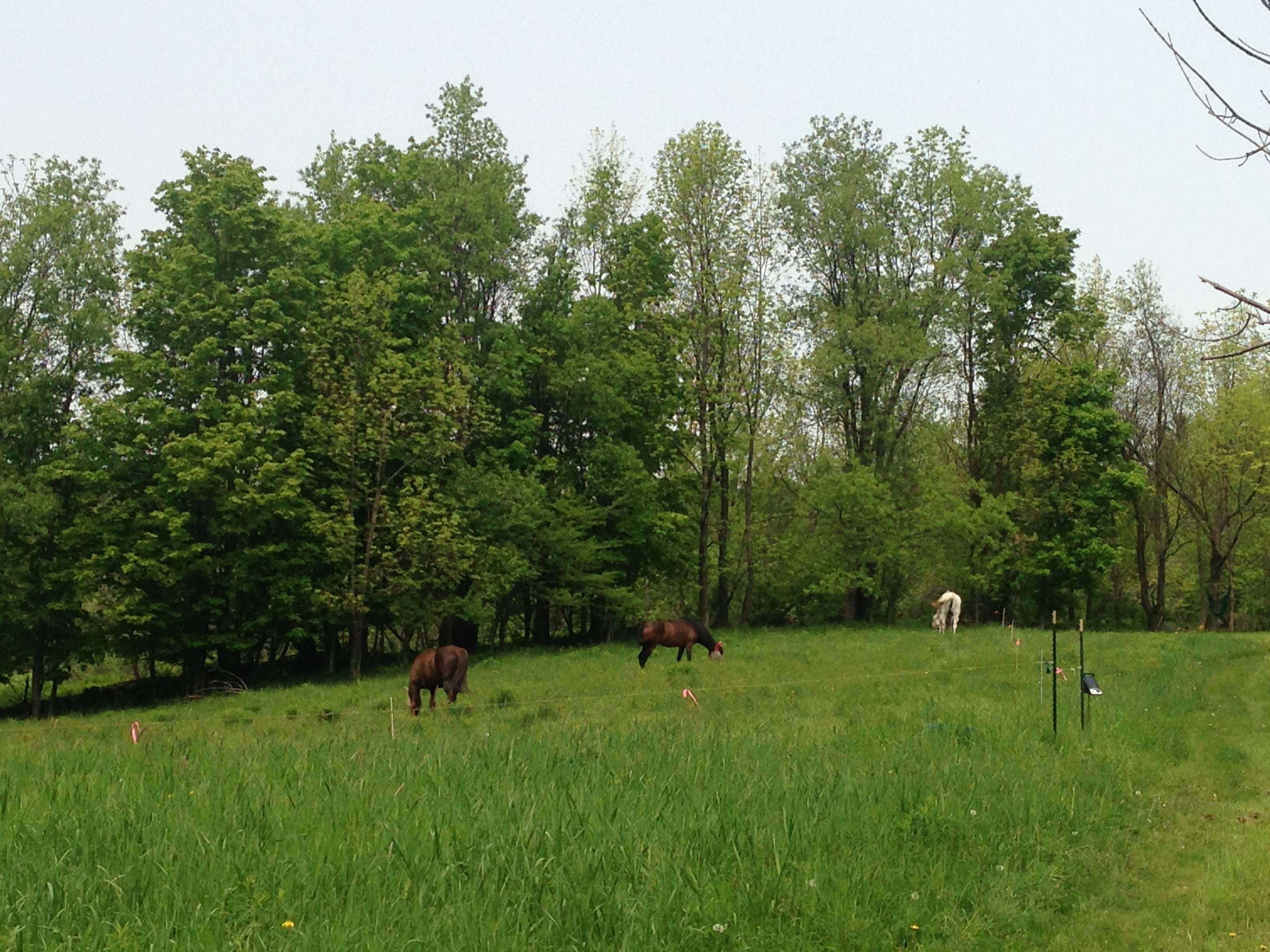 Horses grazing