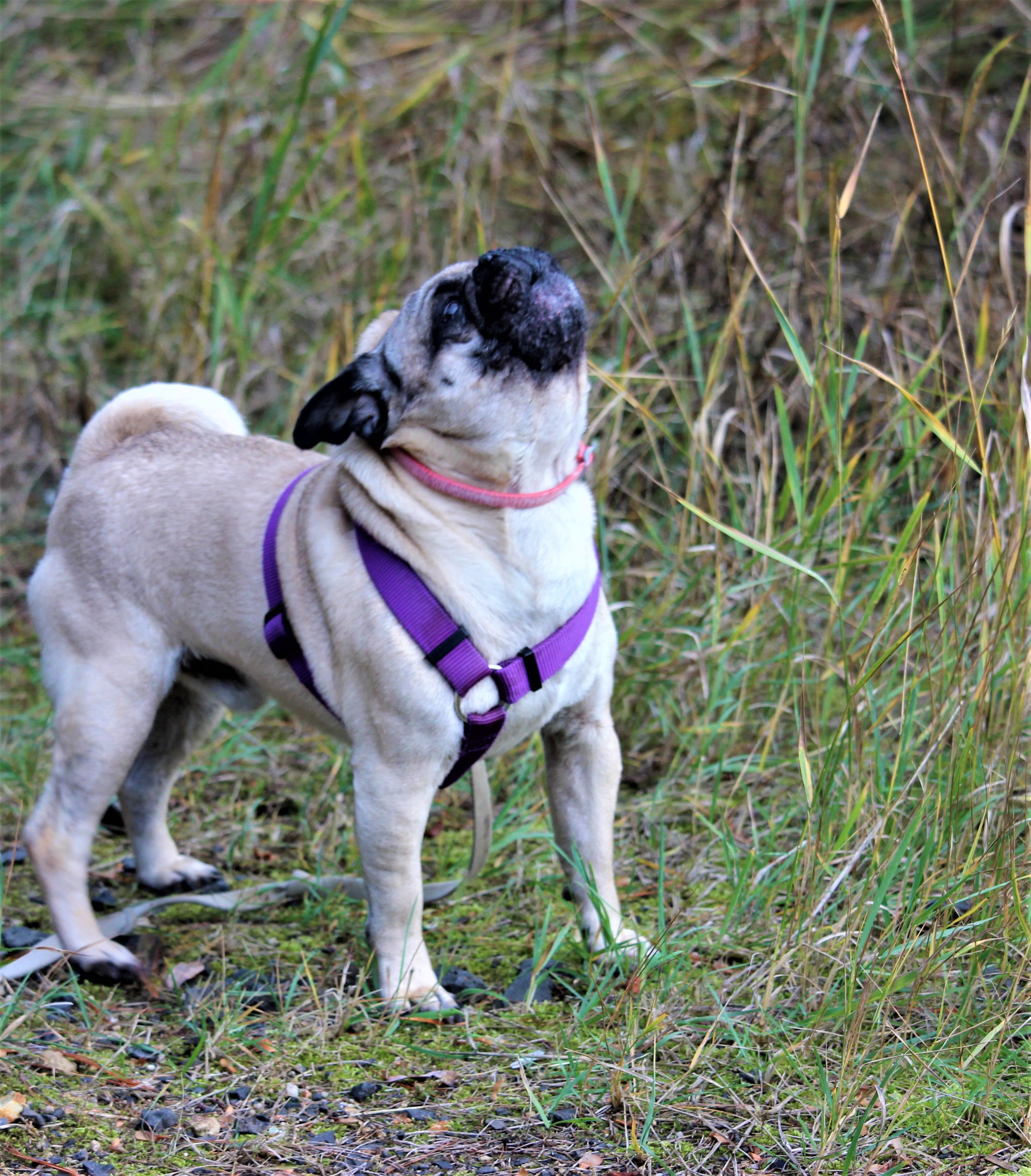 In 2017 a howling good time was had by all.