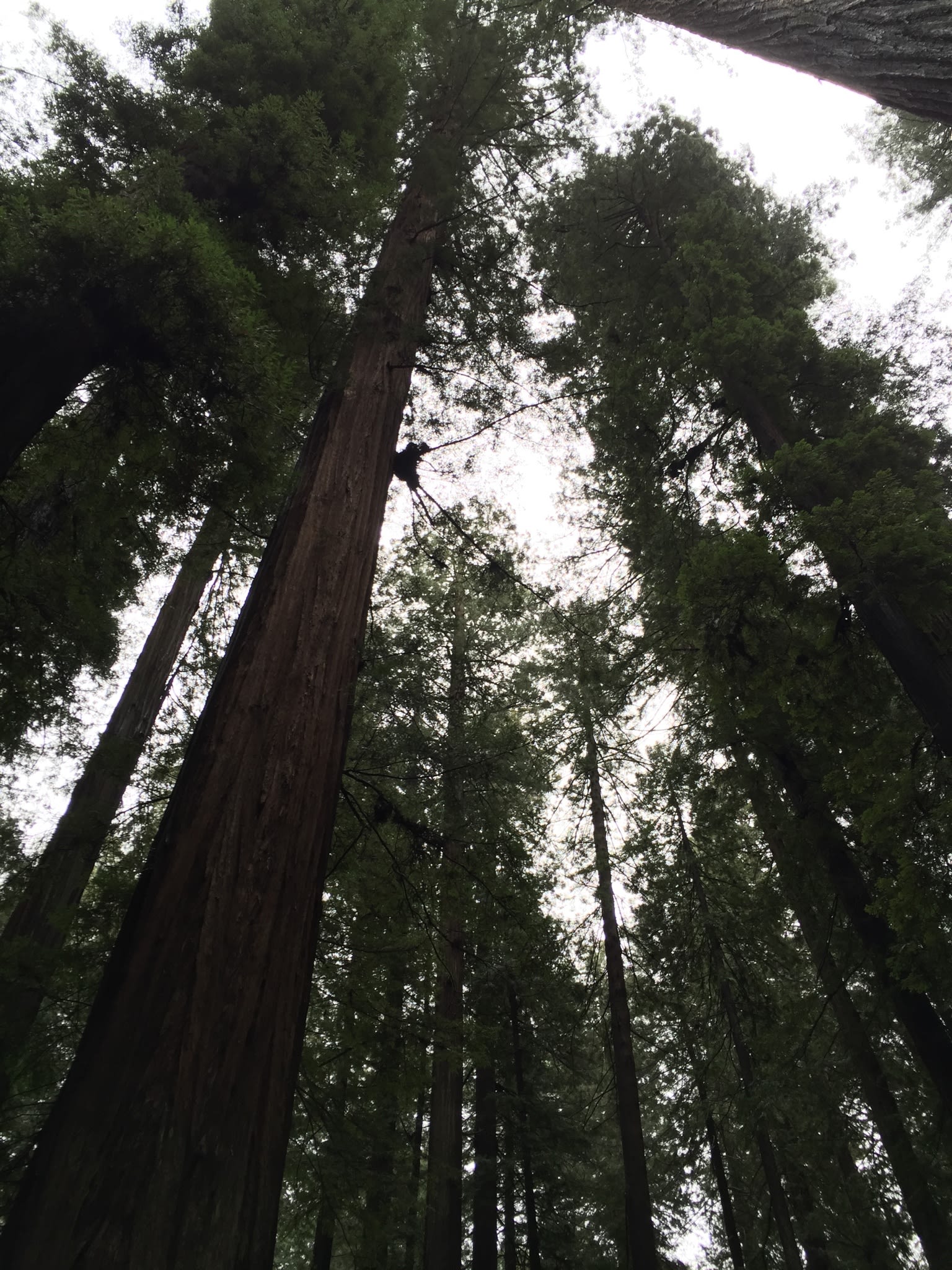 giant readwoods 1/4 mile away 