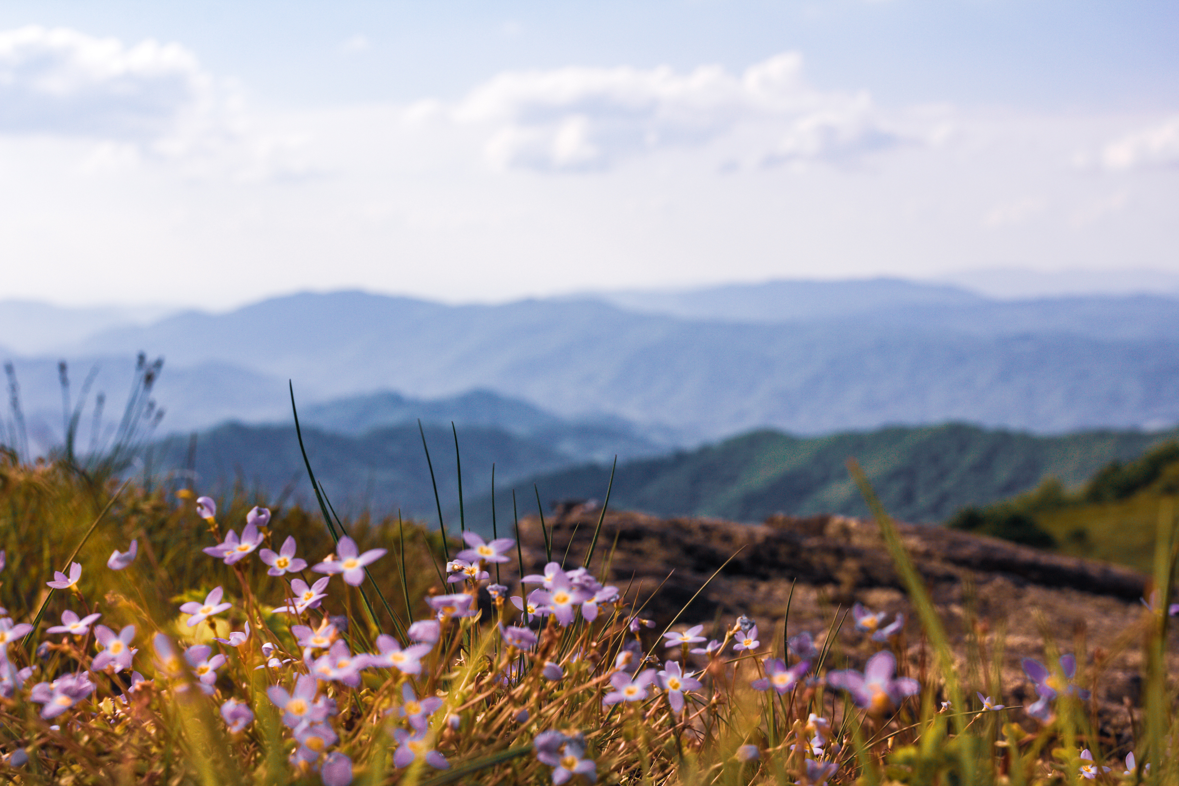 Roan Mountain State Park