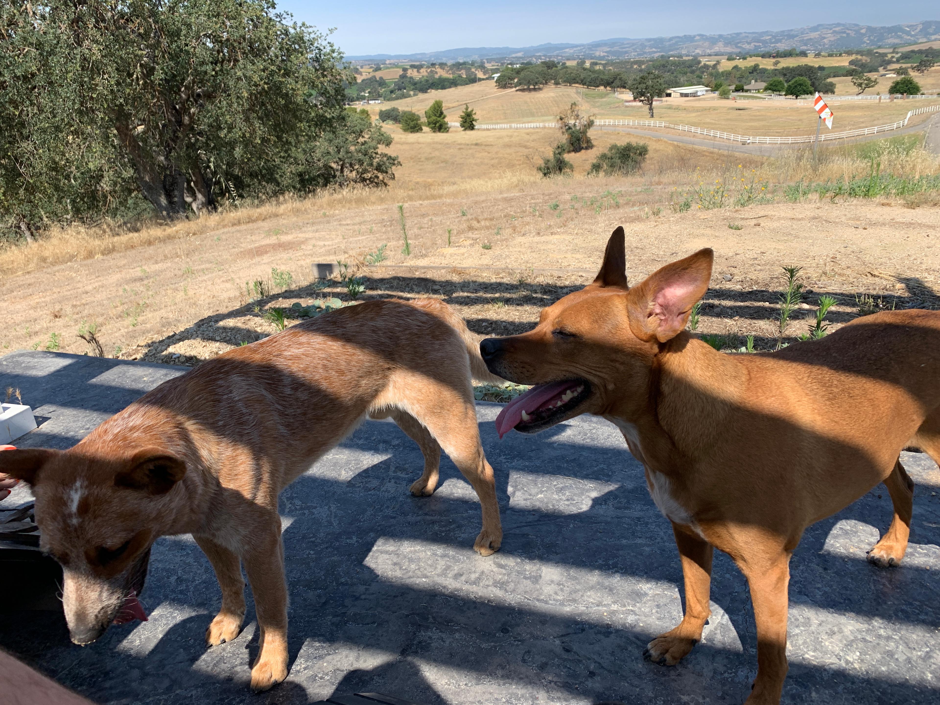 Pups had a great time playing, and check these views!