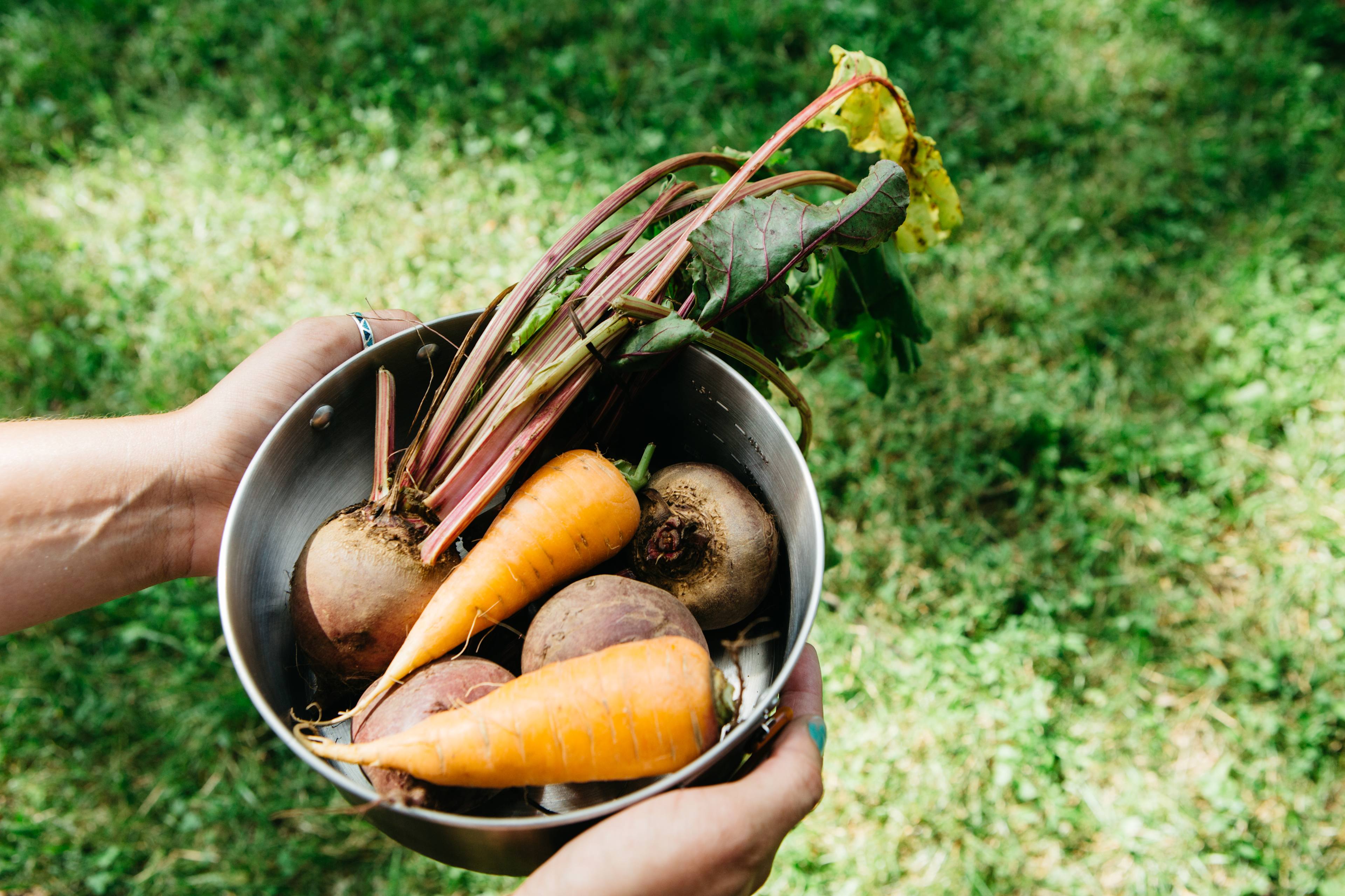 Fresh veggies gifted for dinner. 