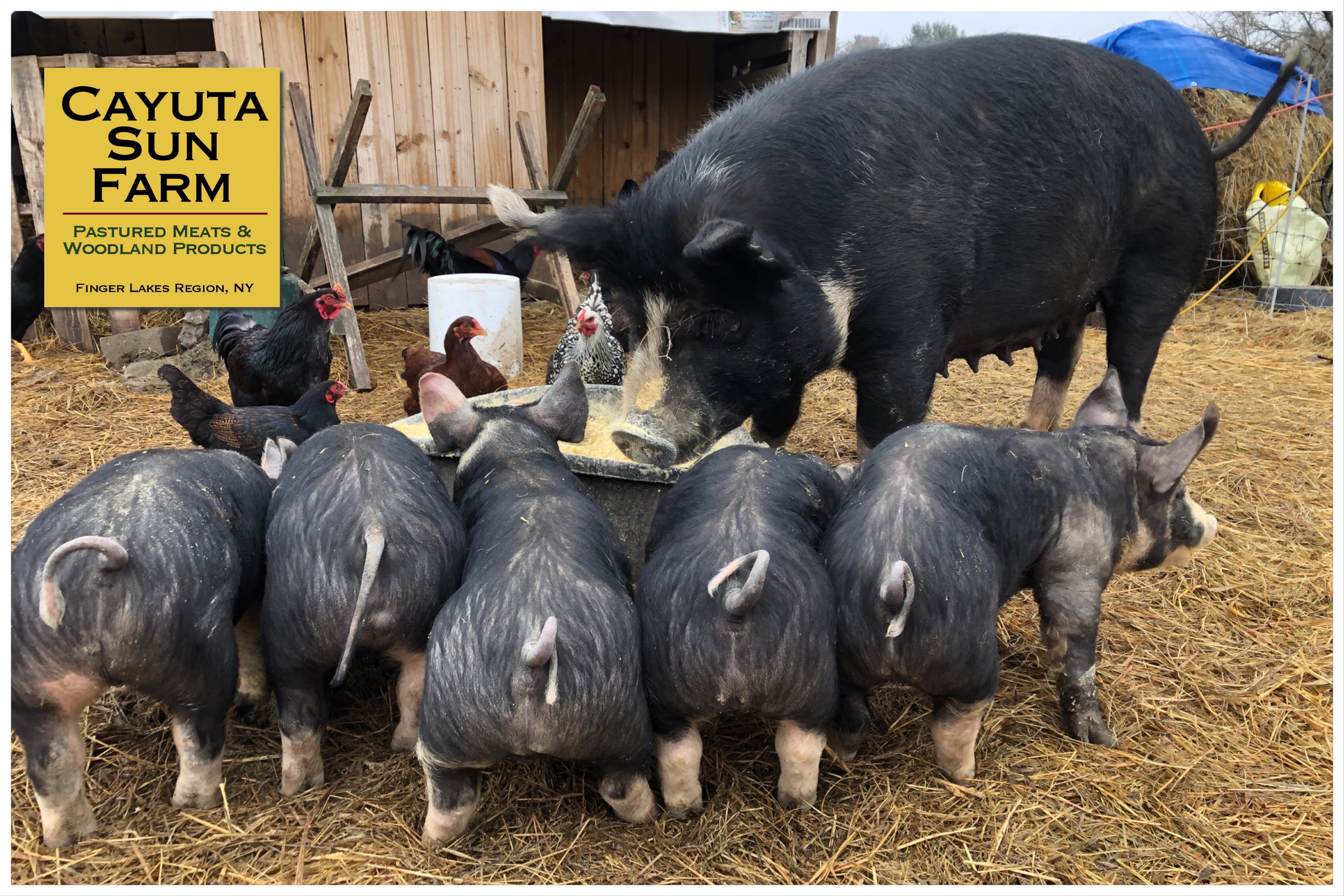 Sometimes there are piglets...