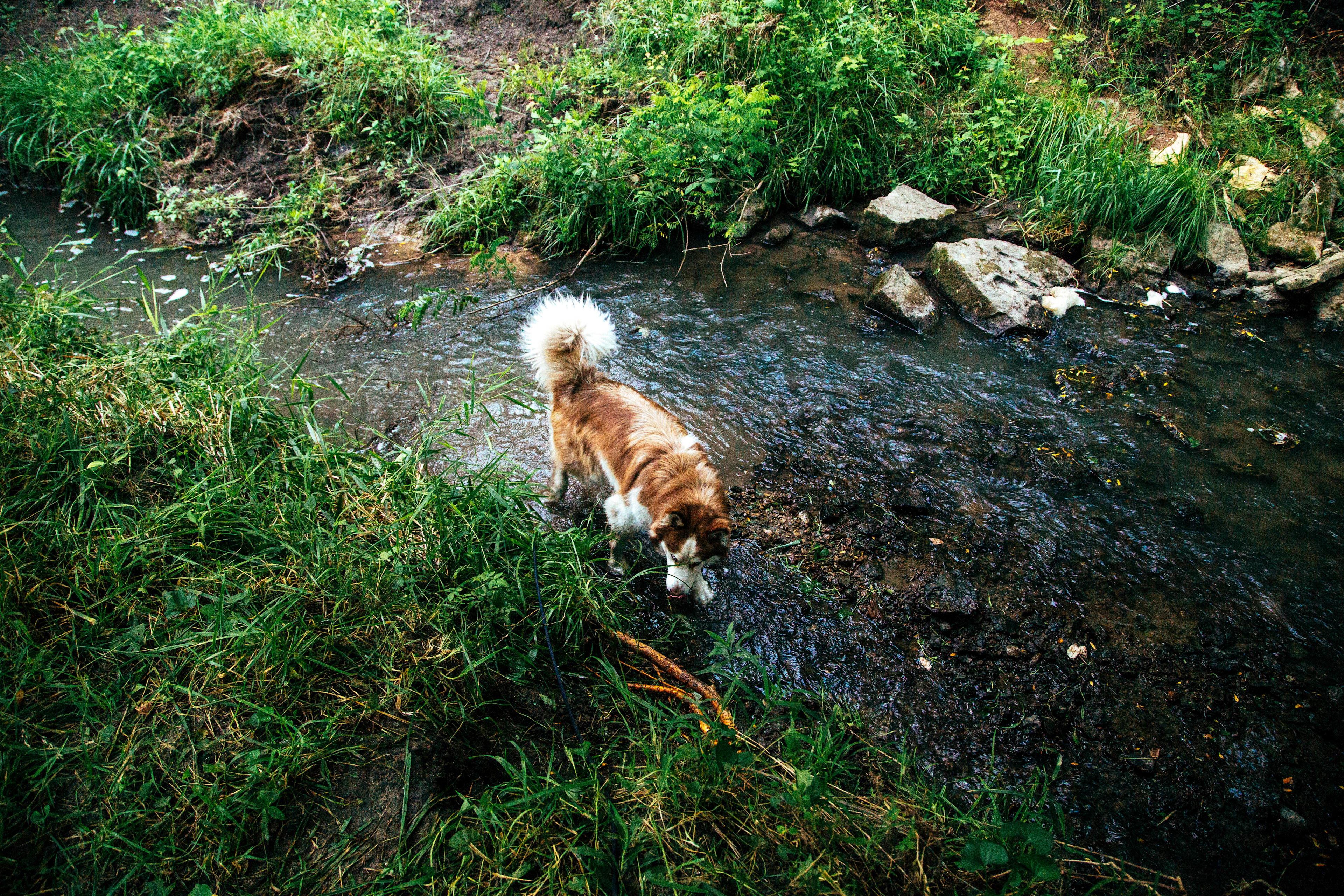 Kodak loving the creek!