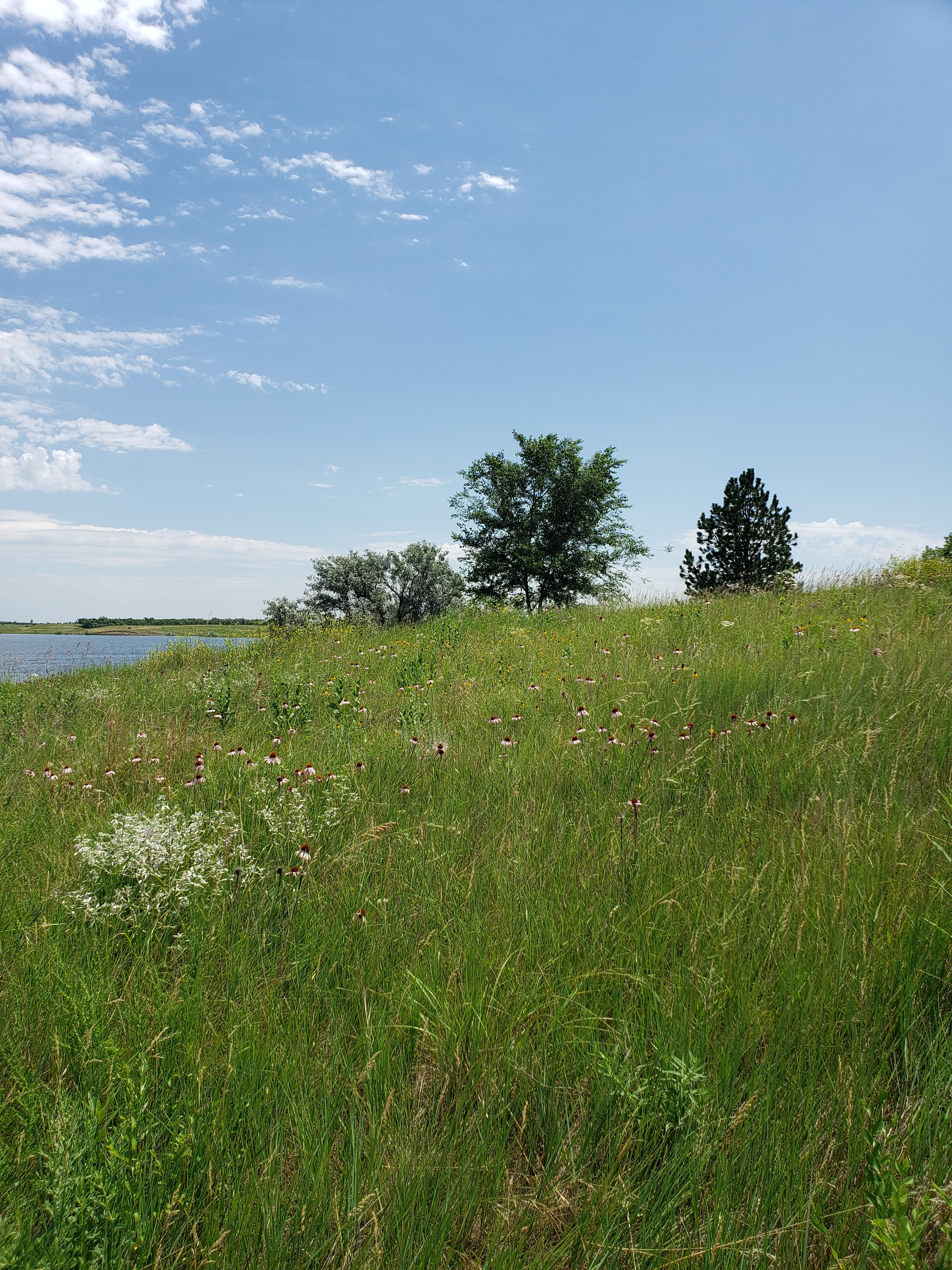 Naturalization with wildflowers 