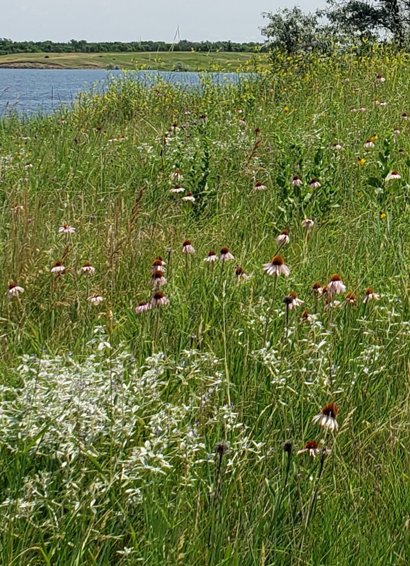 Naturalization with wildflowers