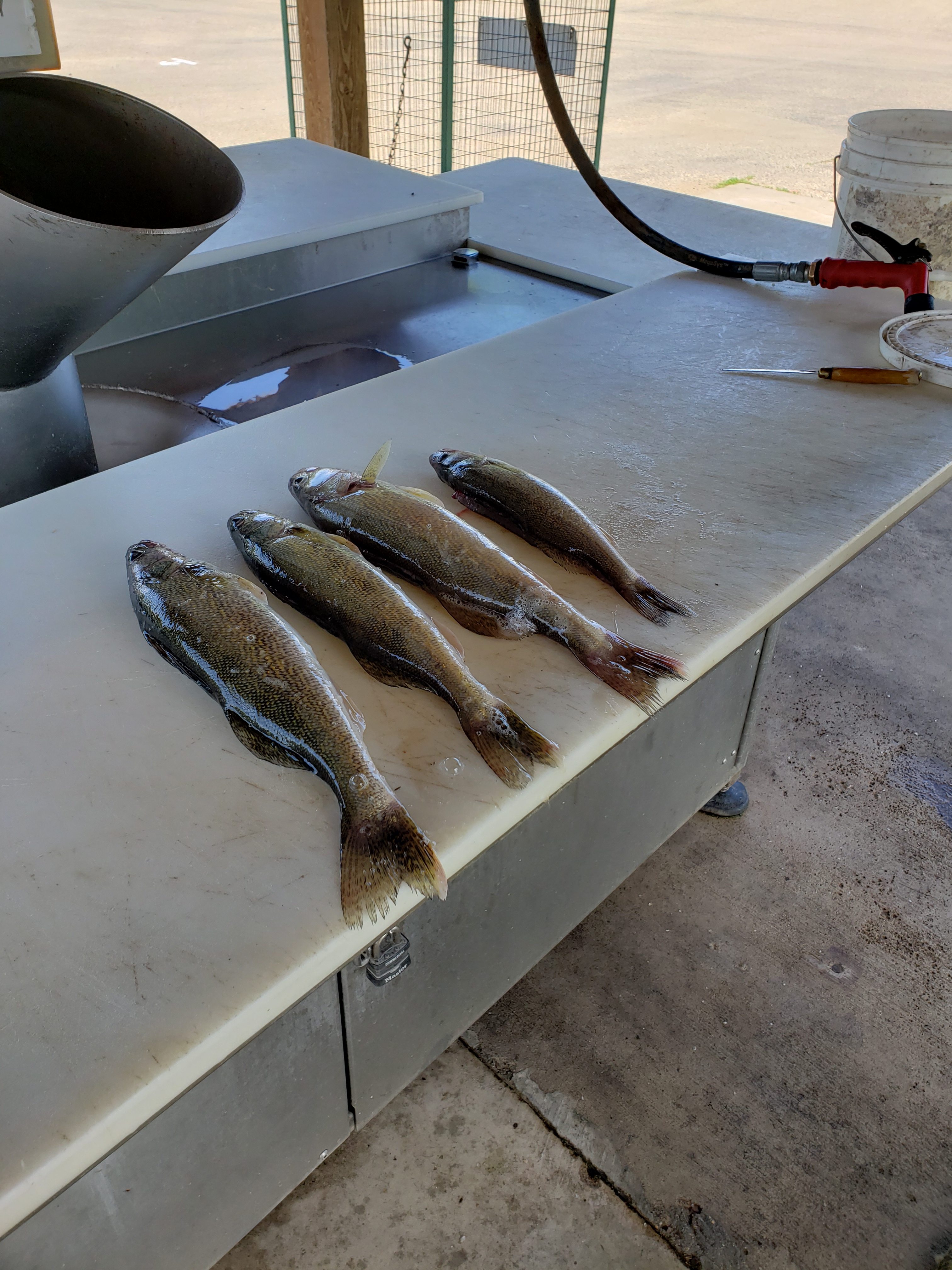 Today's catch of the dsy