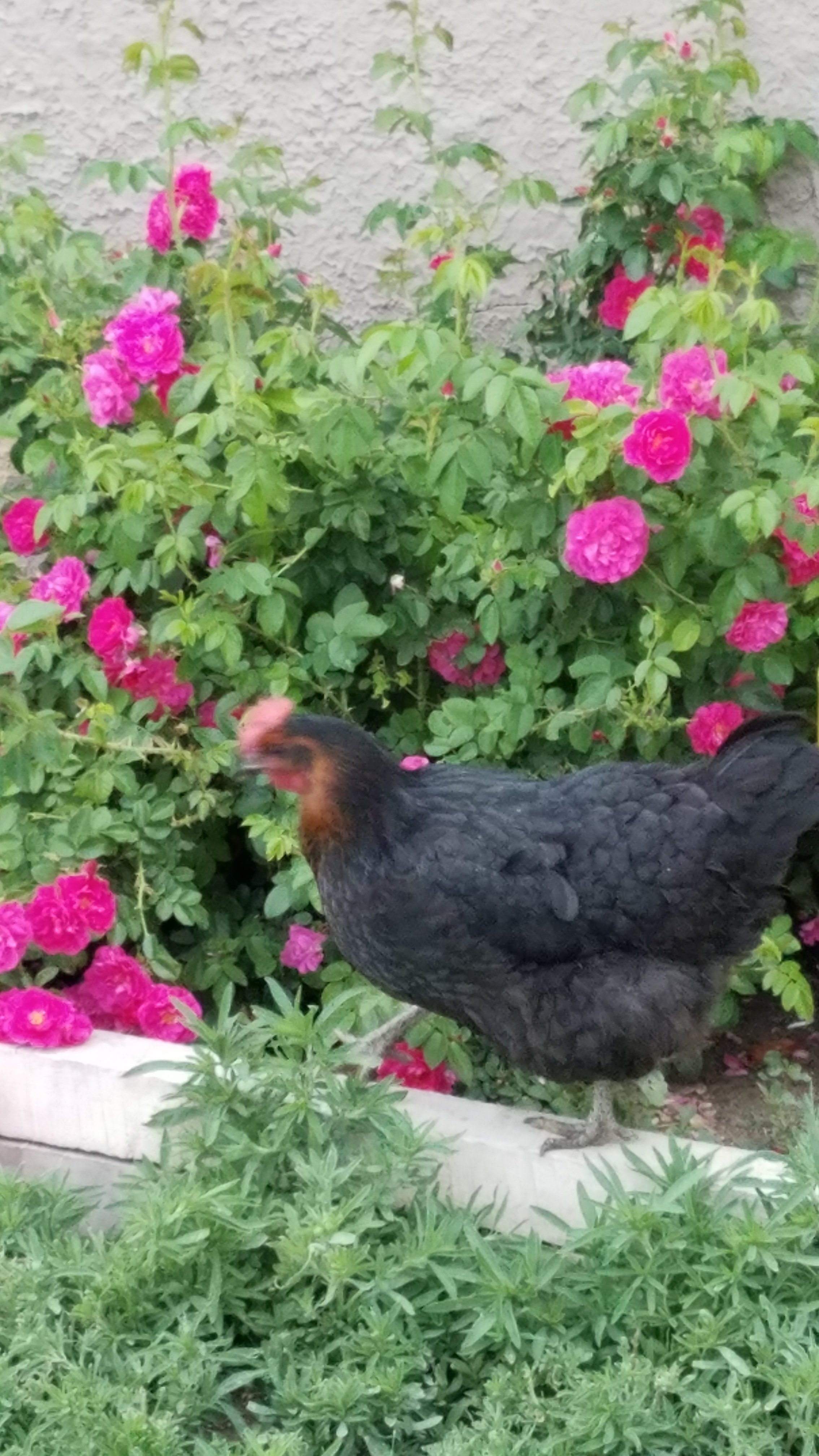 Chickens and flowers 
