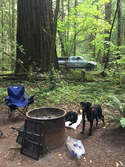 Cars that constantly drive by. Even my dog is confused about how this can be called camping.