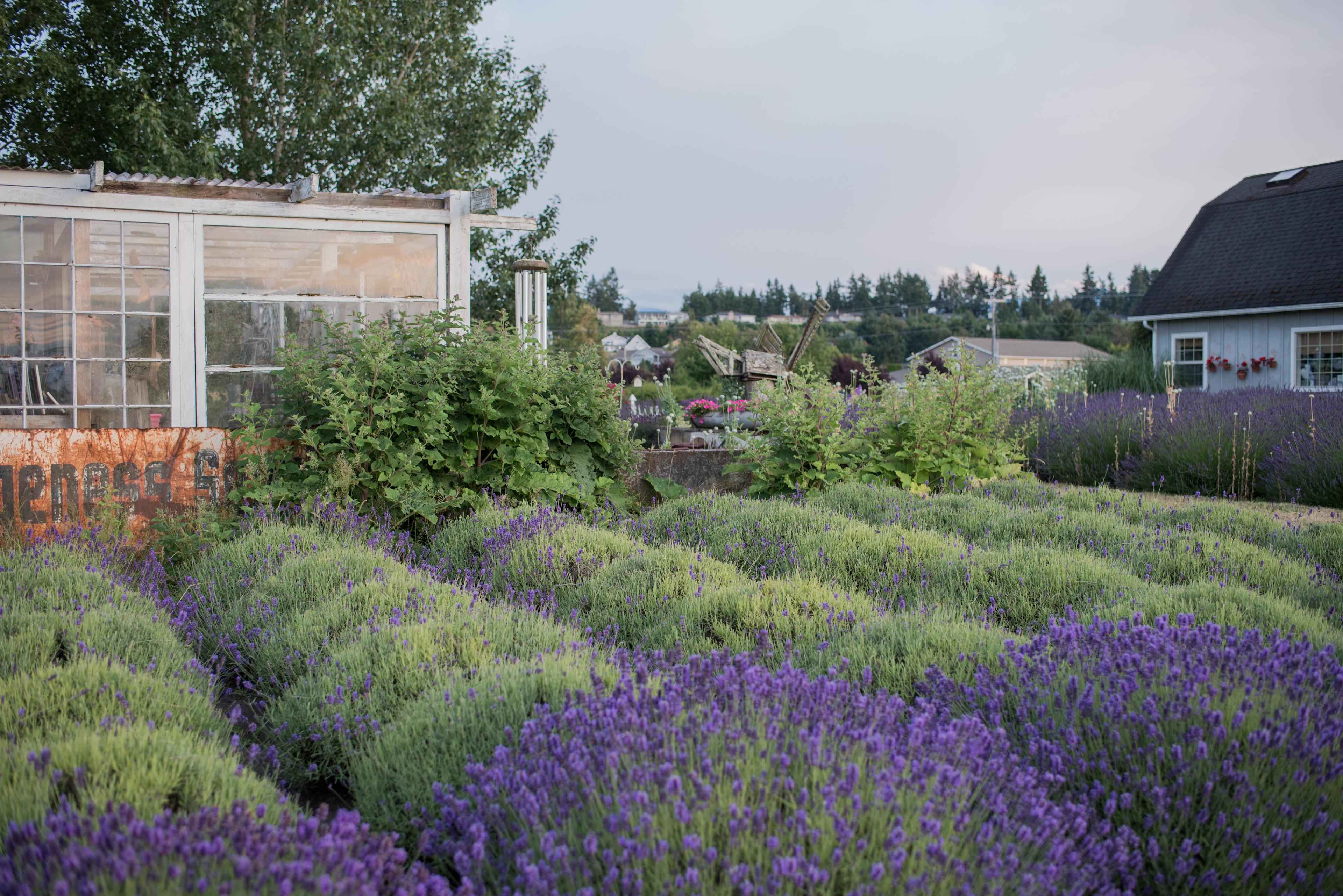 Jardin du Soleil Lavender Farm