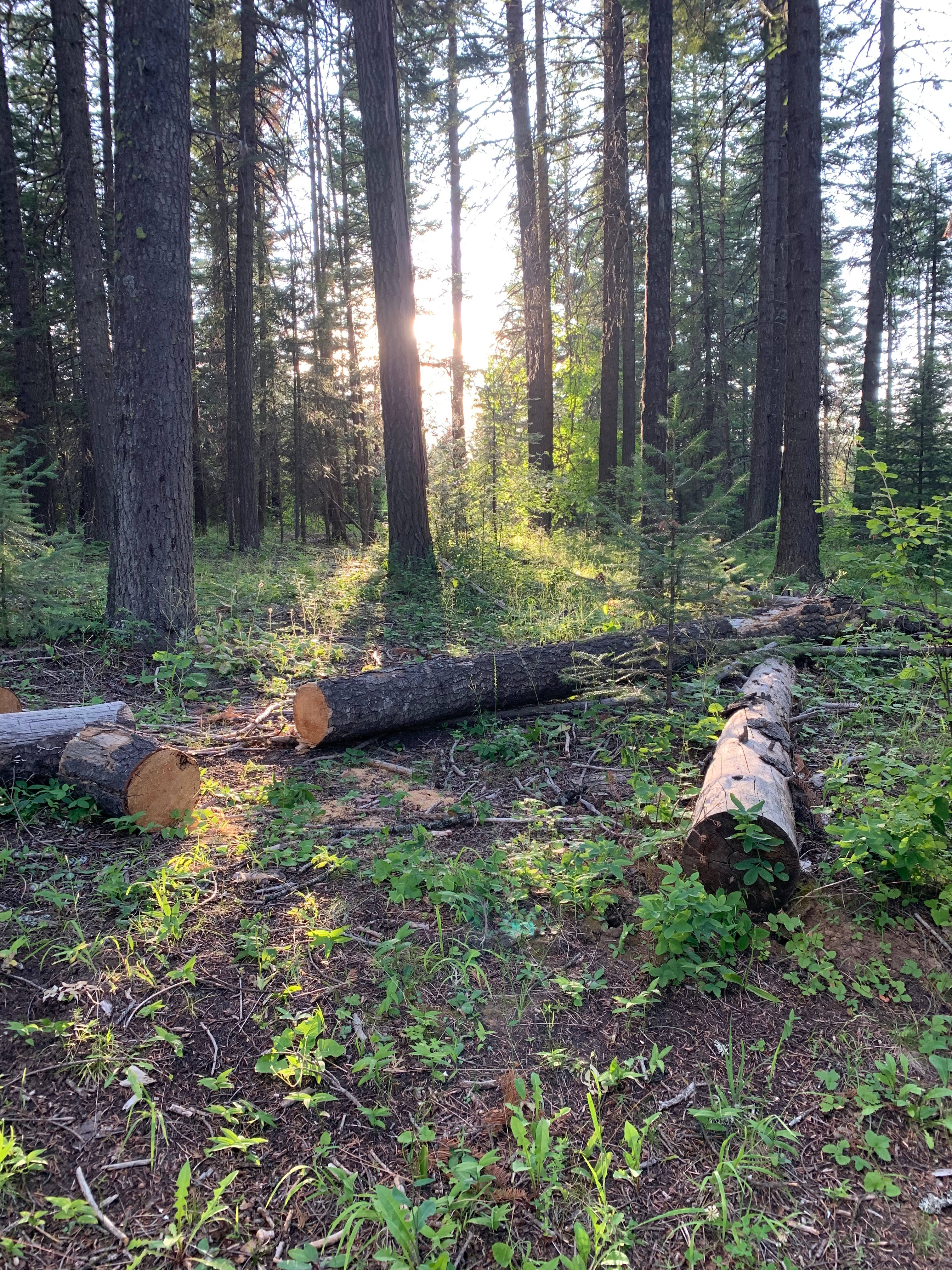 Emigrant Springs Campground