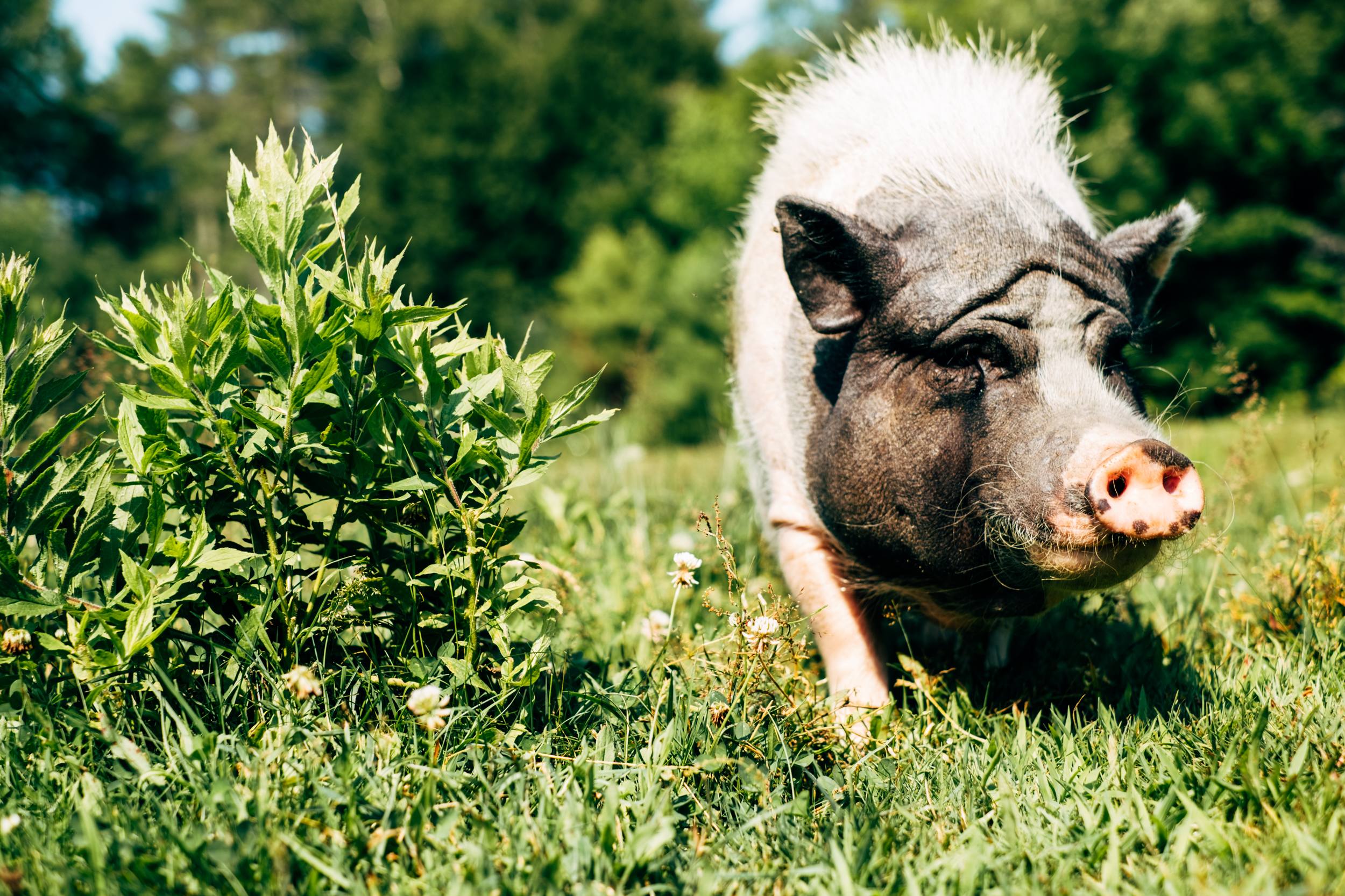 Willoughby Farm Animal Rescue
