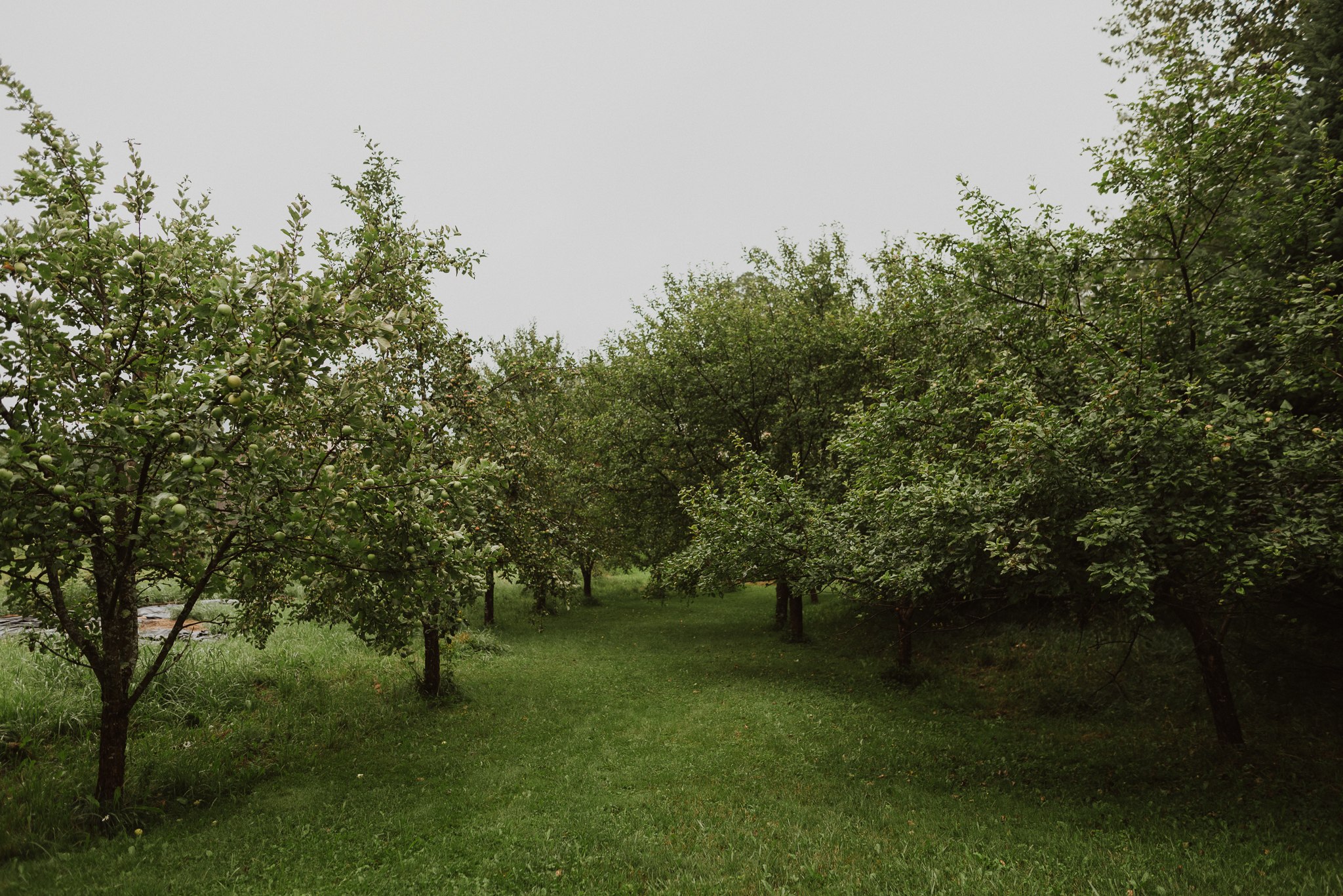 Apple orchard