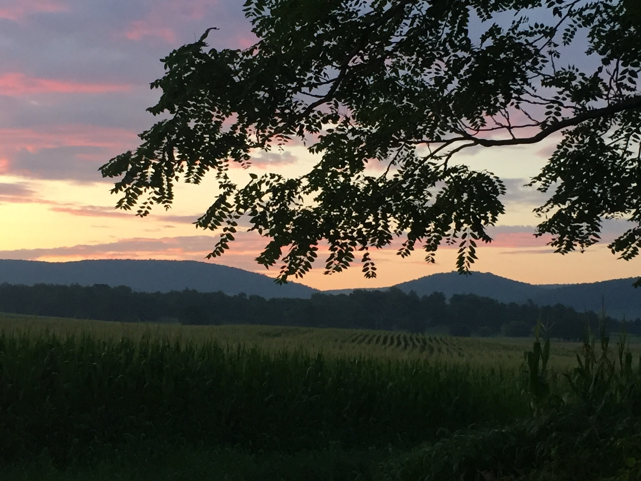 Typical morning sunrise over the cornfields