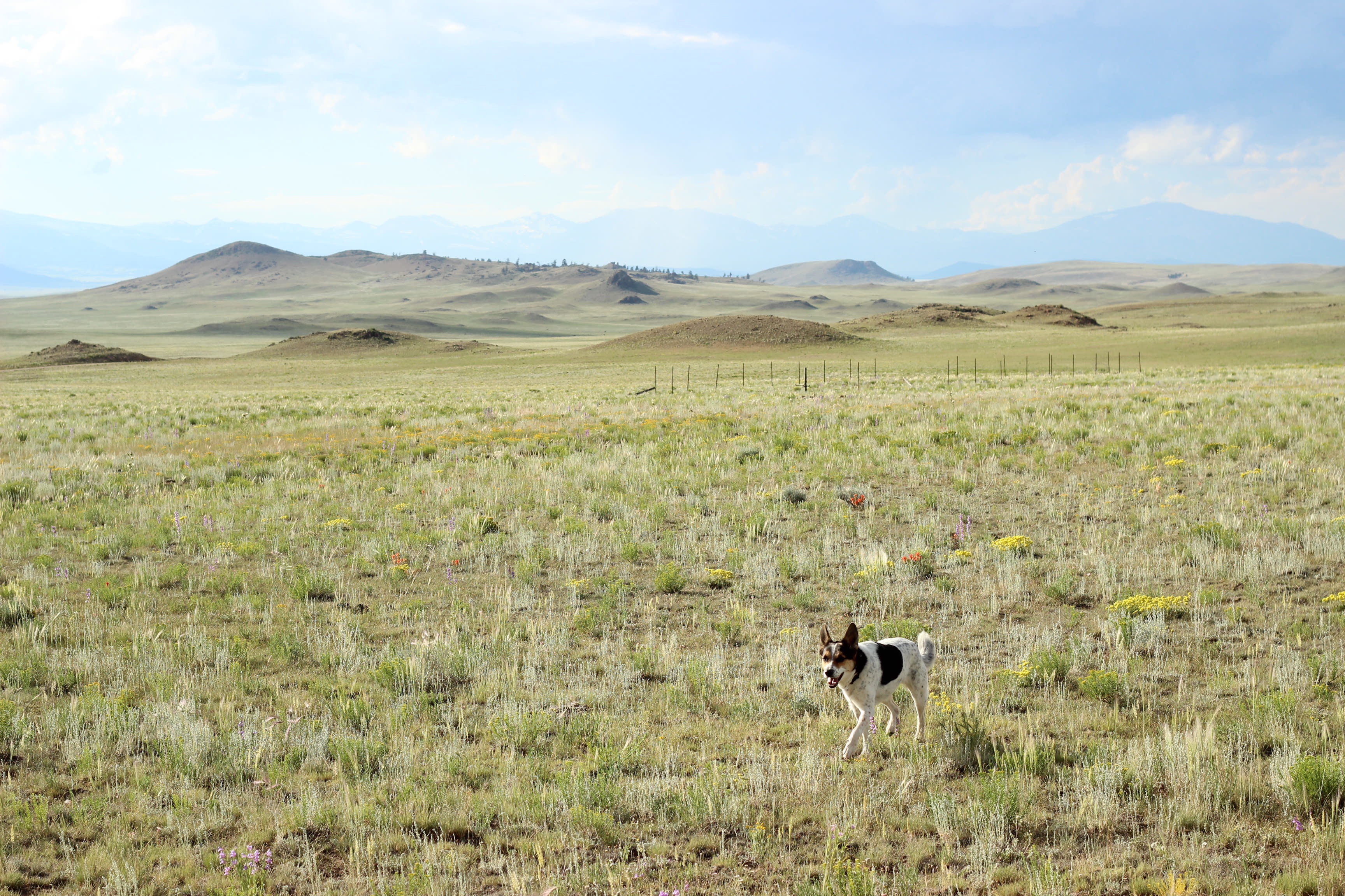 Roll Dog Adventure outdoor retreats for people and dogs.