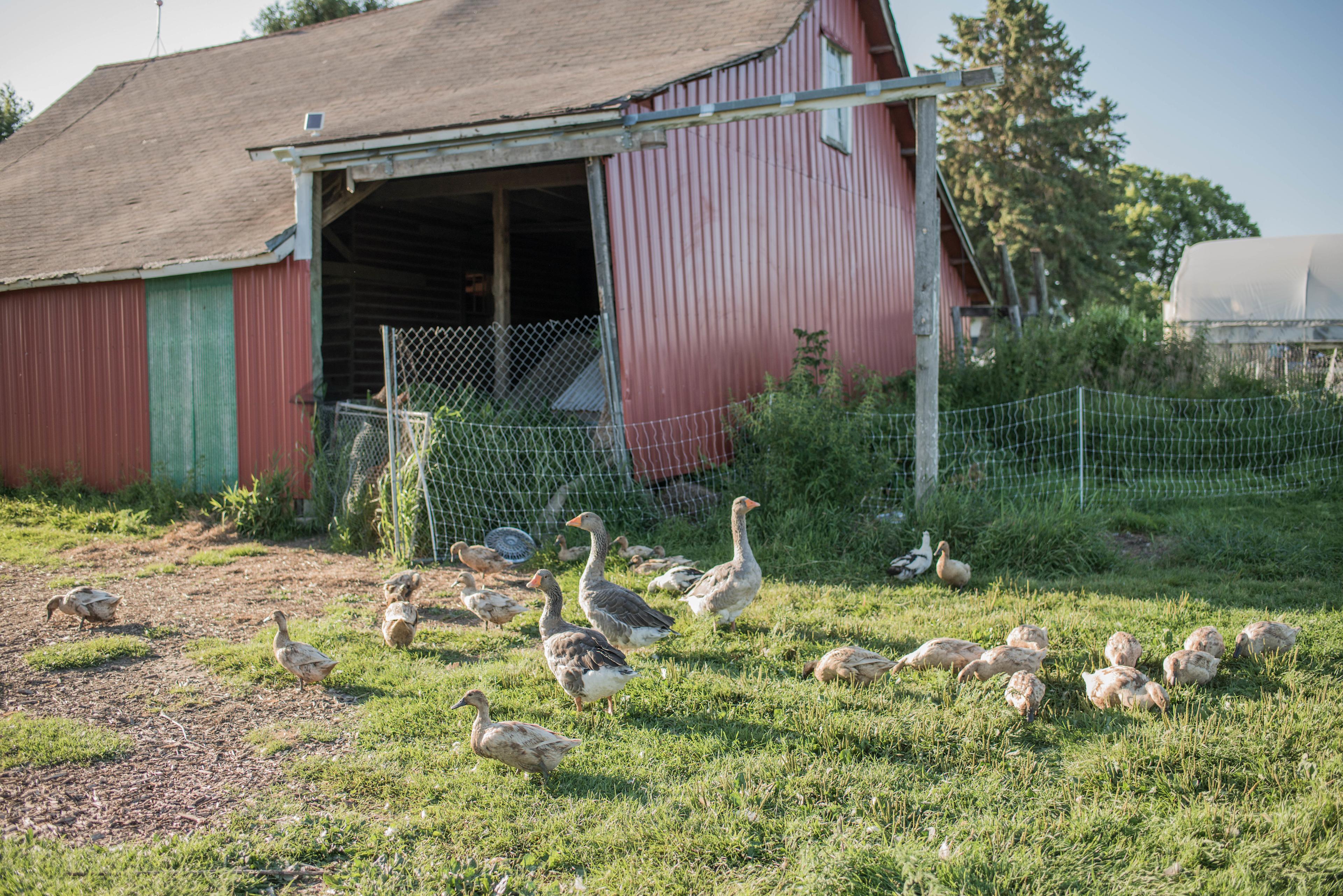 The cute resident ducks and geese