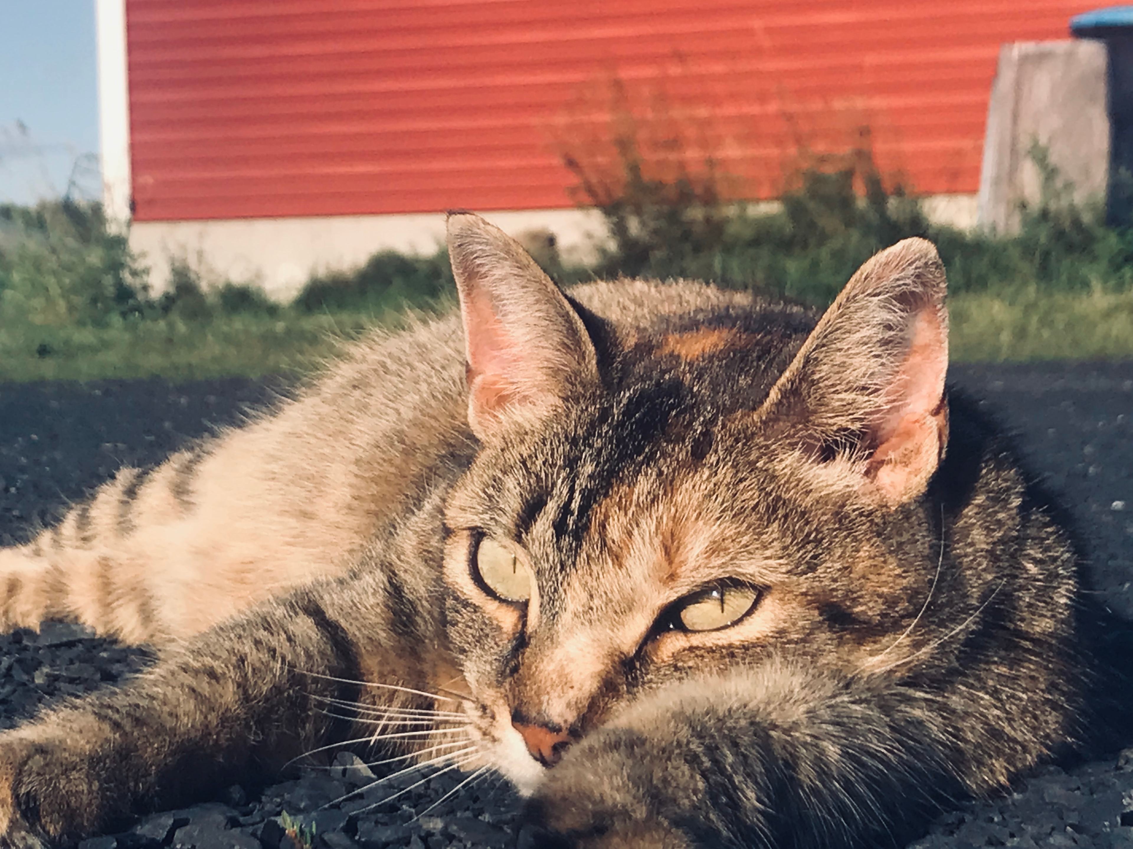 Wildfire hissed at me first,
Then we were fast friends after that.  He never missed an opportunity for some good pats.