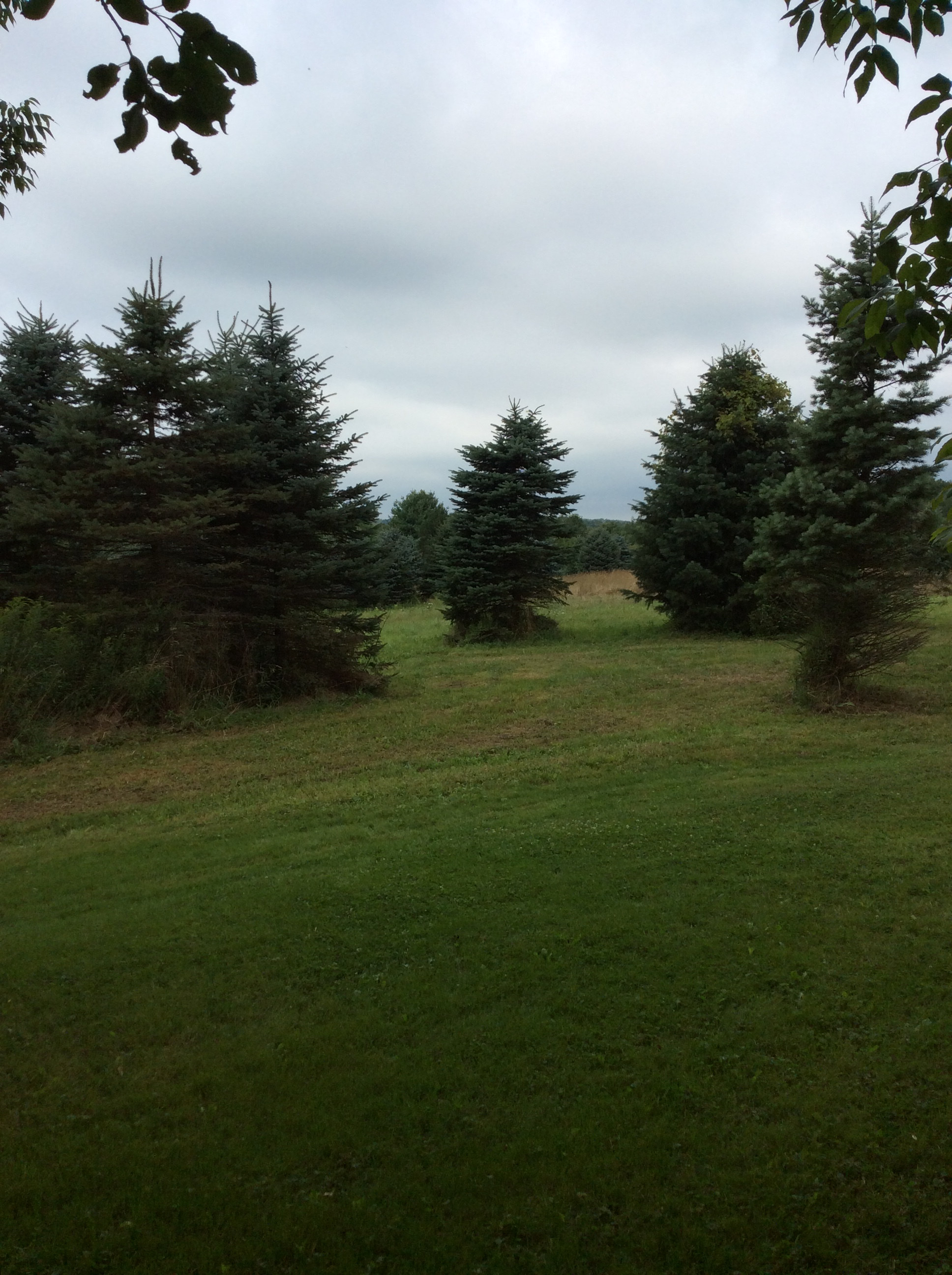 Curry Farm