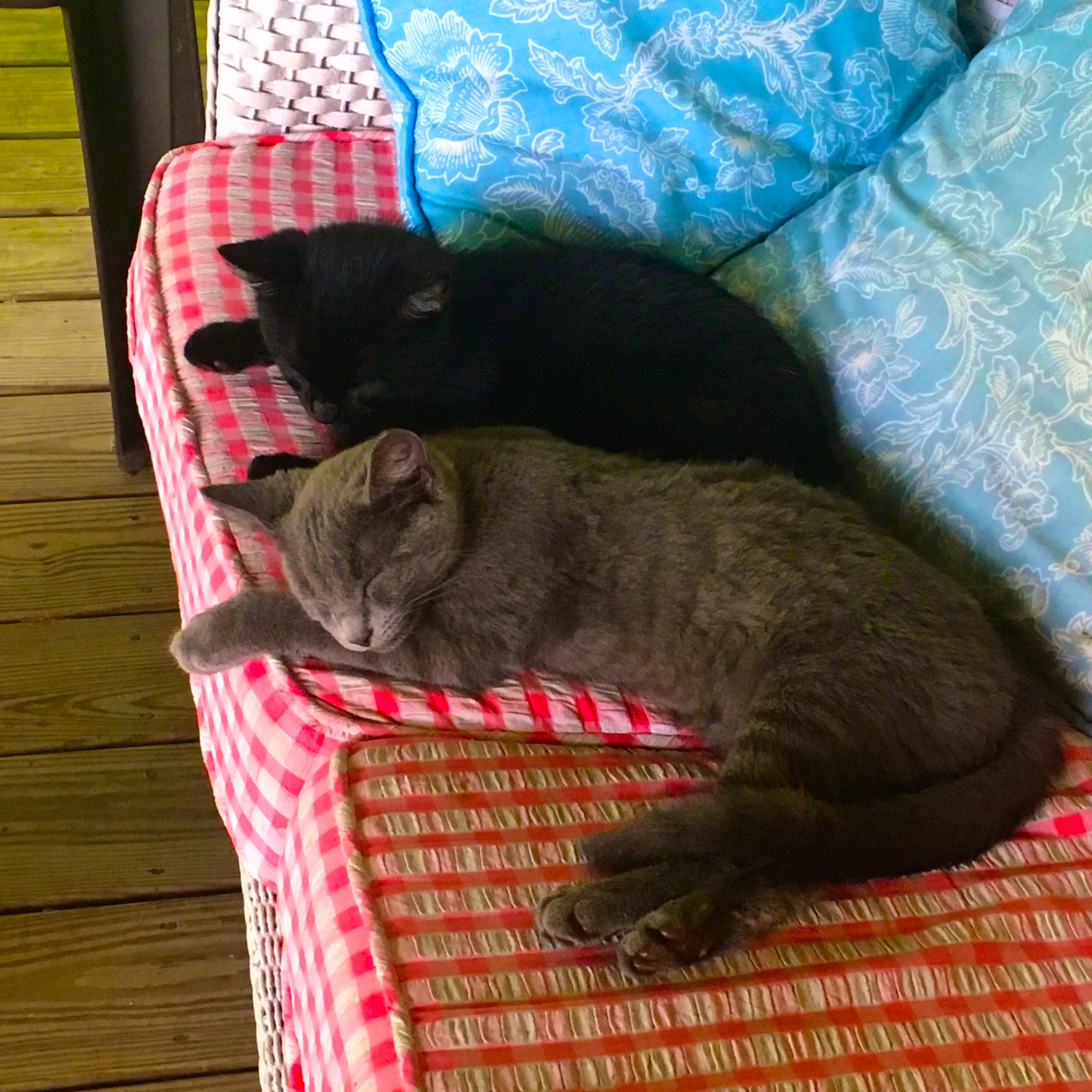 Kittens at the farmhouse too!! Putty Tat and Tweety Bird