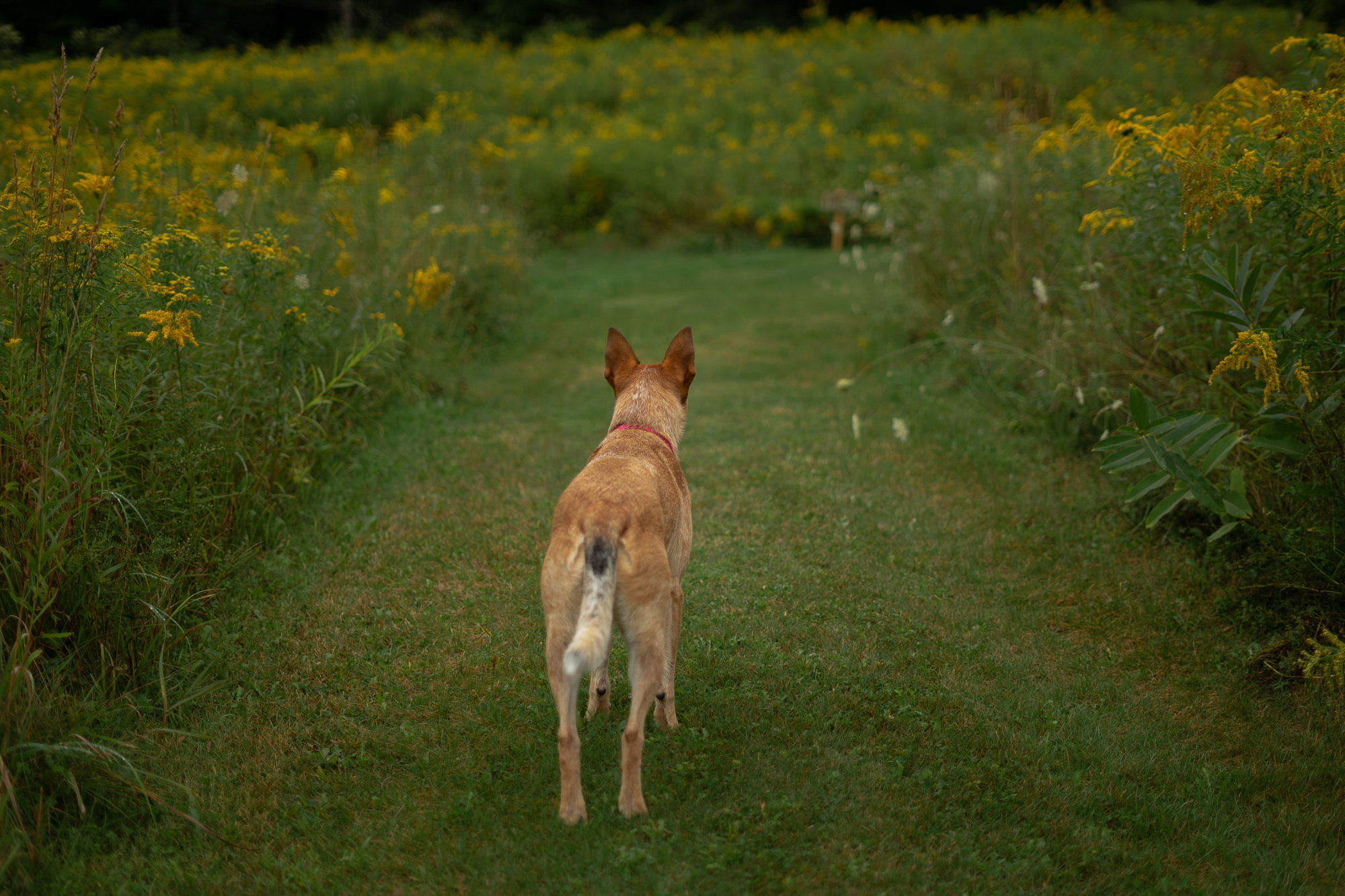 There are trails that weave through the surrounding woods as well if you're looking to wander. 
