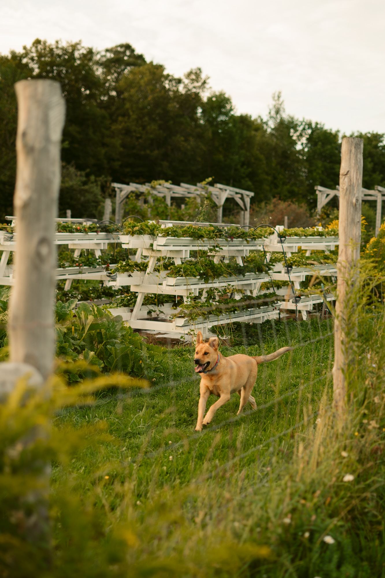 Our dog Finn loved chasing the farm dog Helga through the fields.
