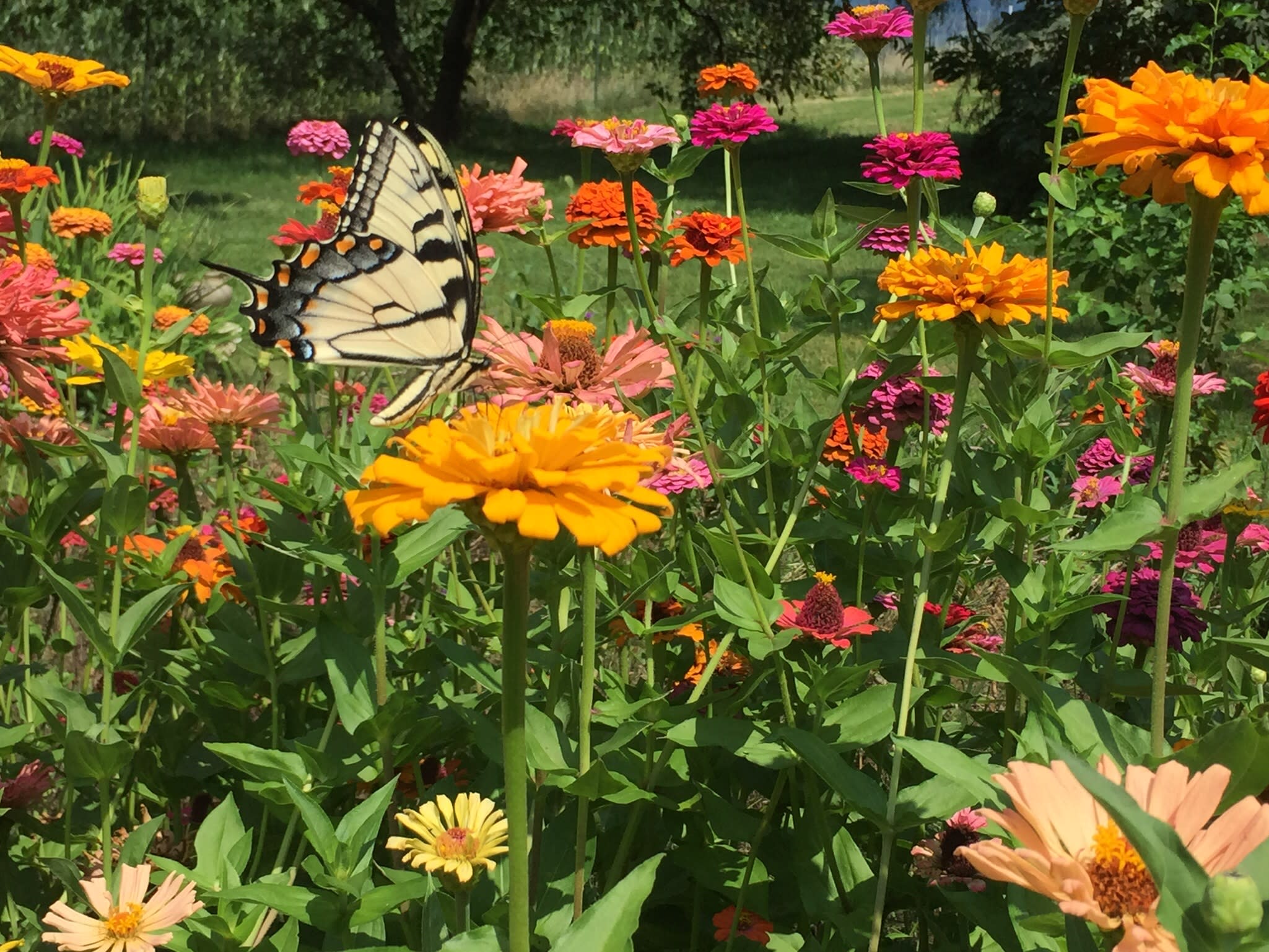 Swallowtail Butterfly appreciates our pollinator meadows