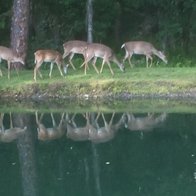 Little Sister's Campsite