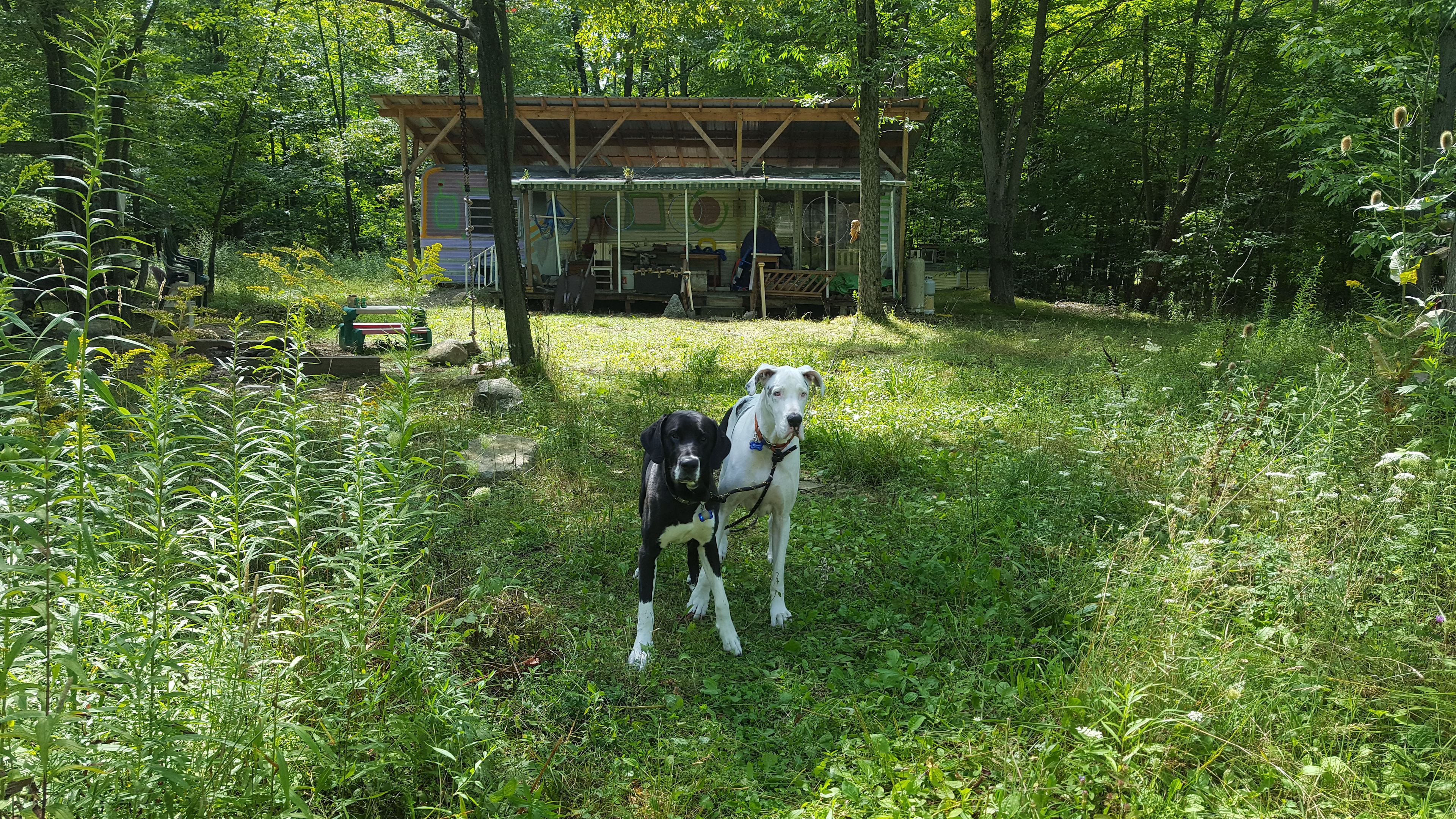 Our Pups loved their stay as much as we did!
