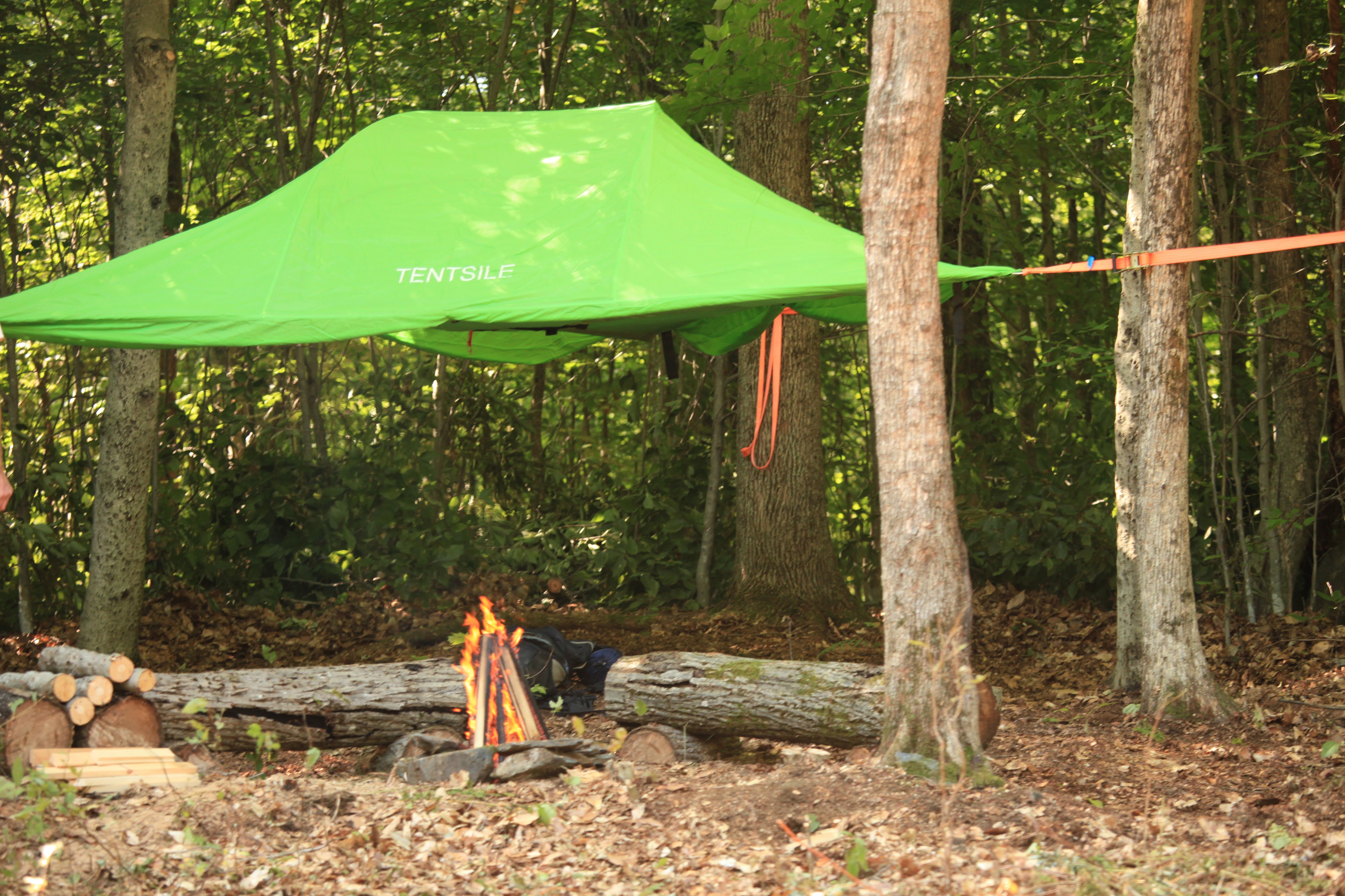 Brook Road Mountain Forest