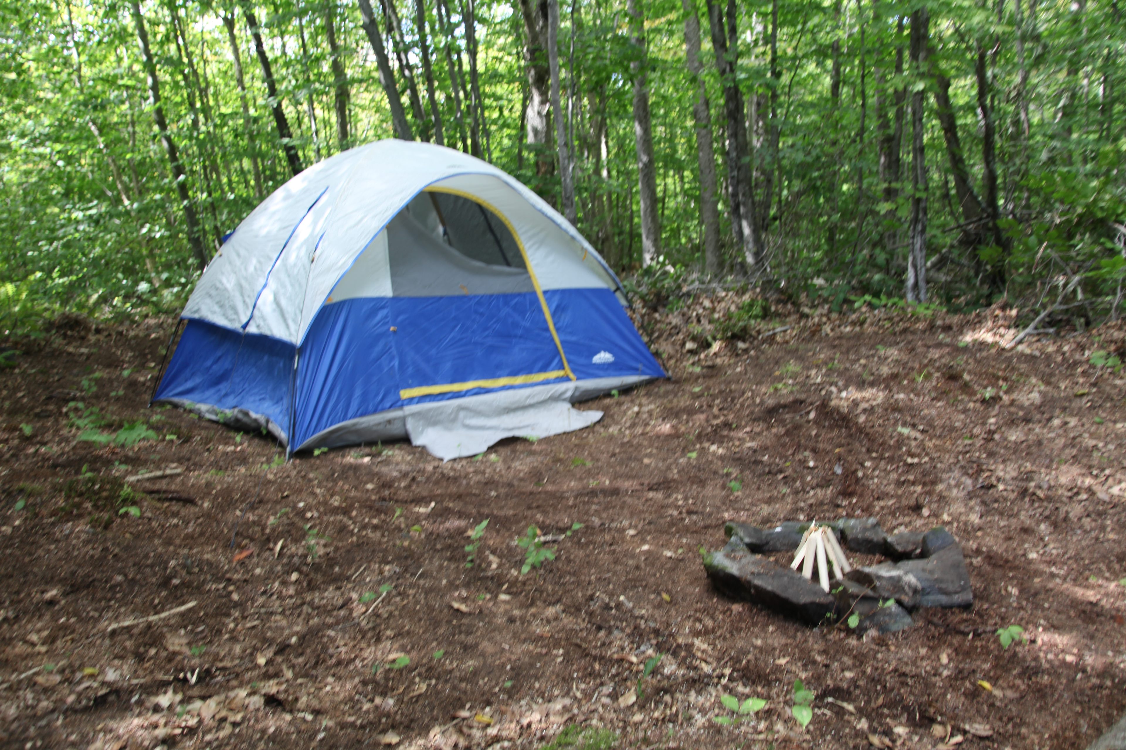 Brook Road Mountain Forest