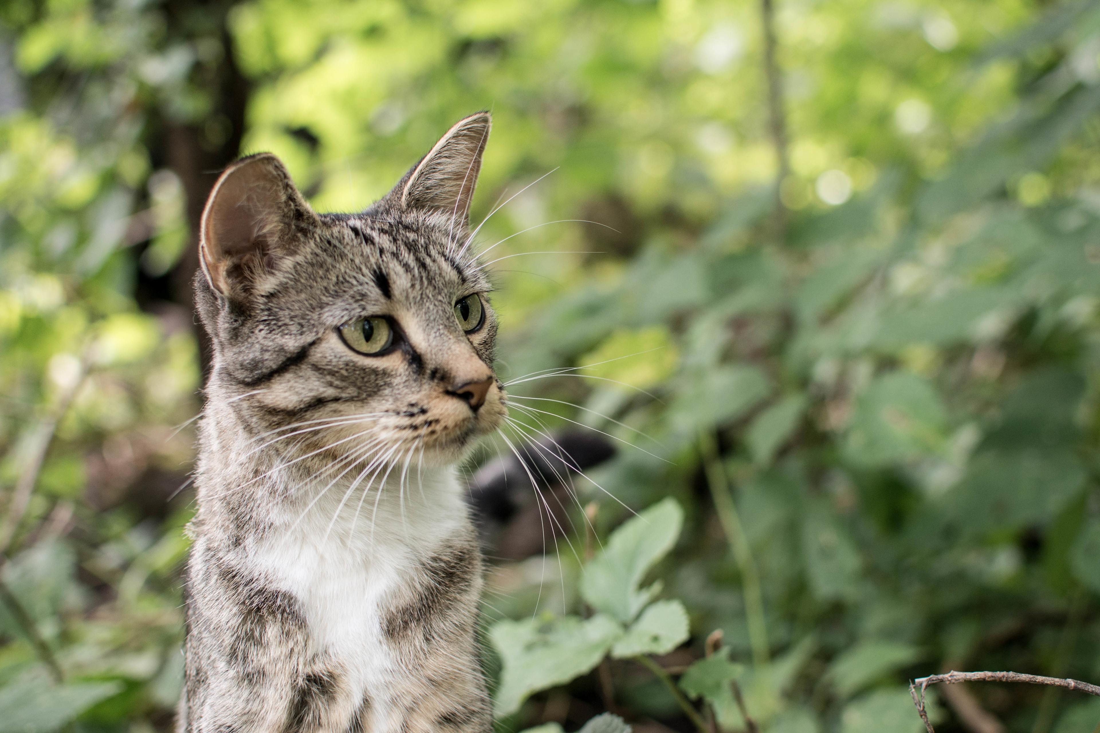 The resident cat was so friendly! We loved petting her 