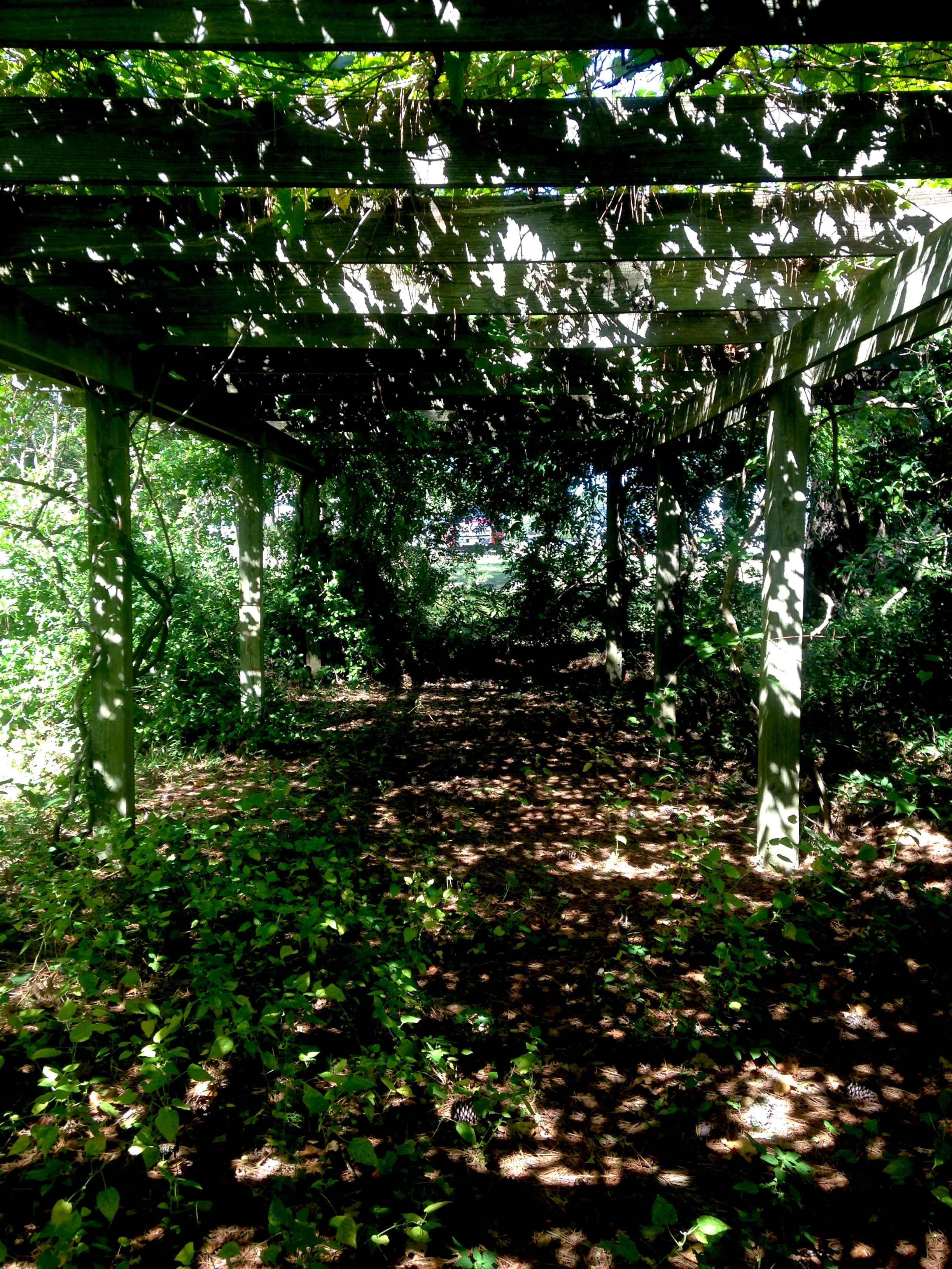 Grape Arbor 