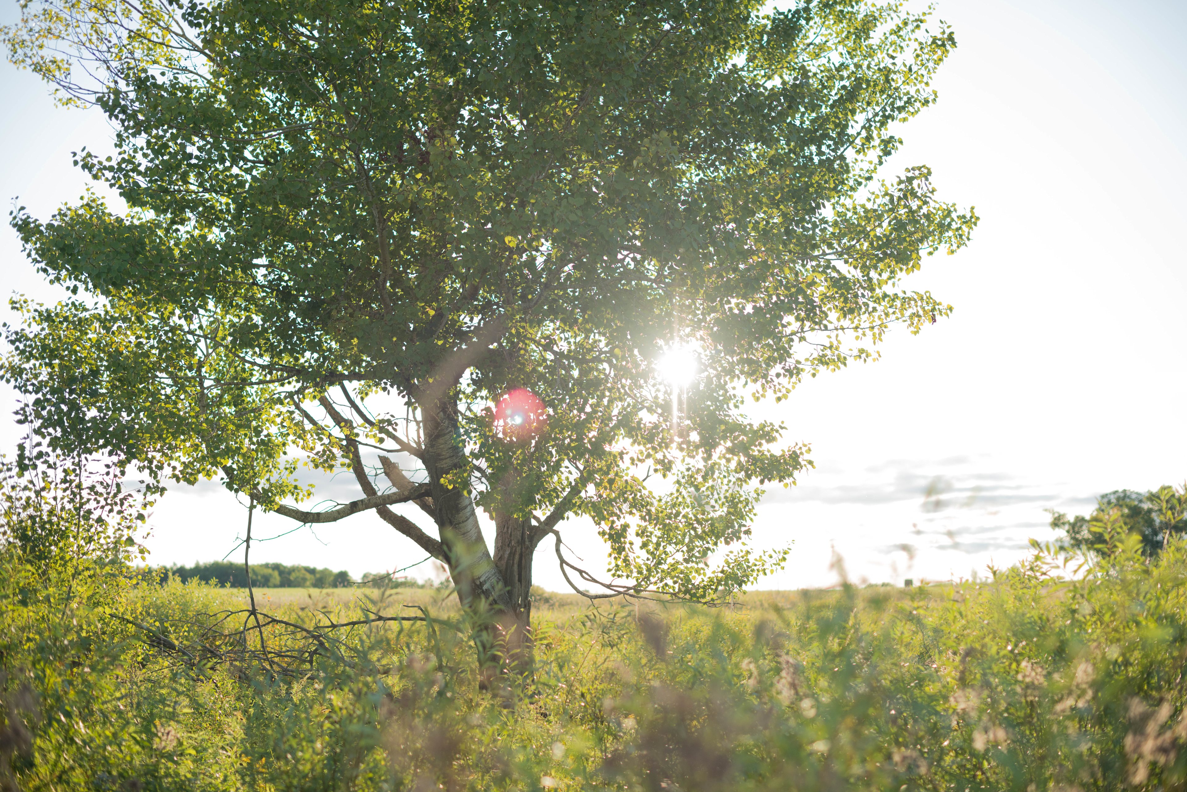 I Live in the Country