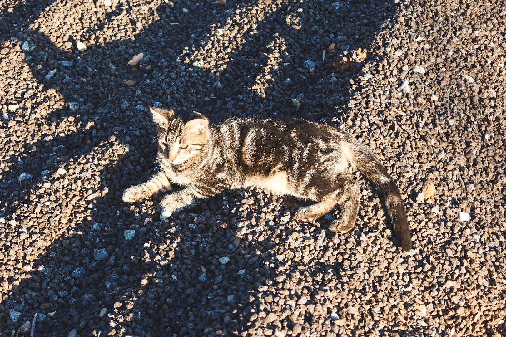 Mommapeggs Getaway in the seirra