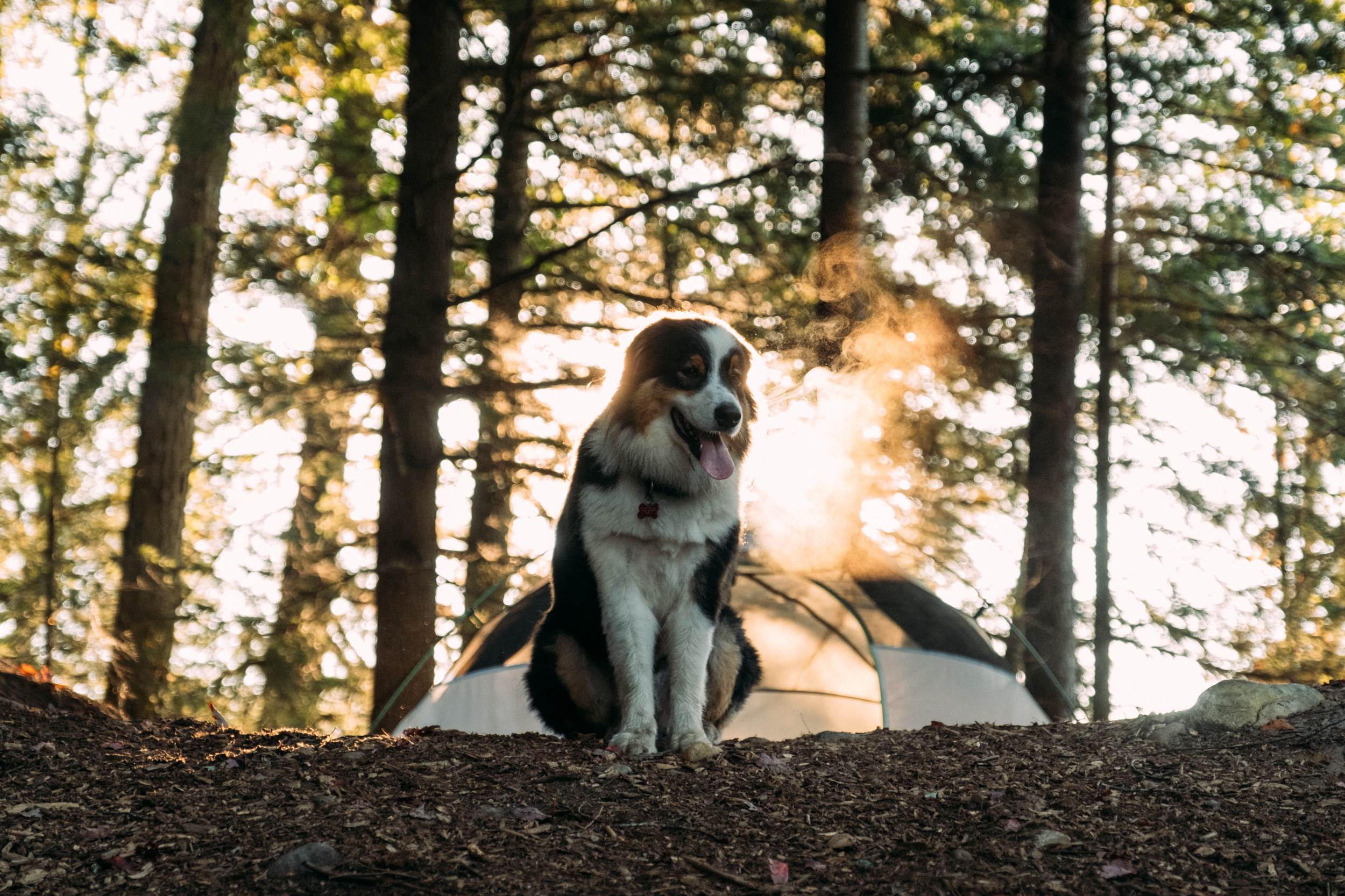 Oscar looking majestic
