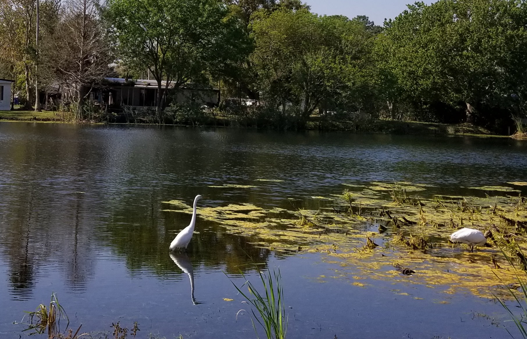 A small fishing lake in the back yard with kayak available.