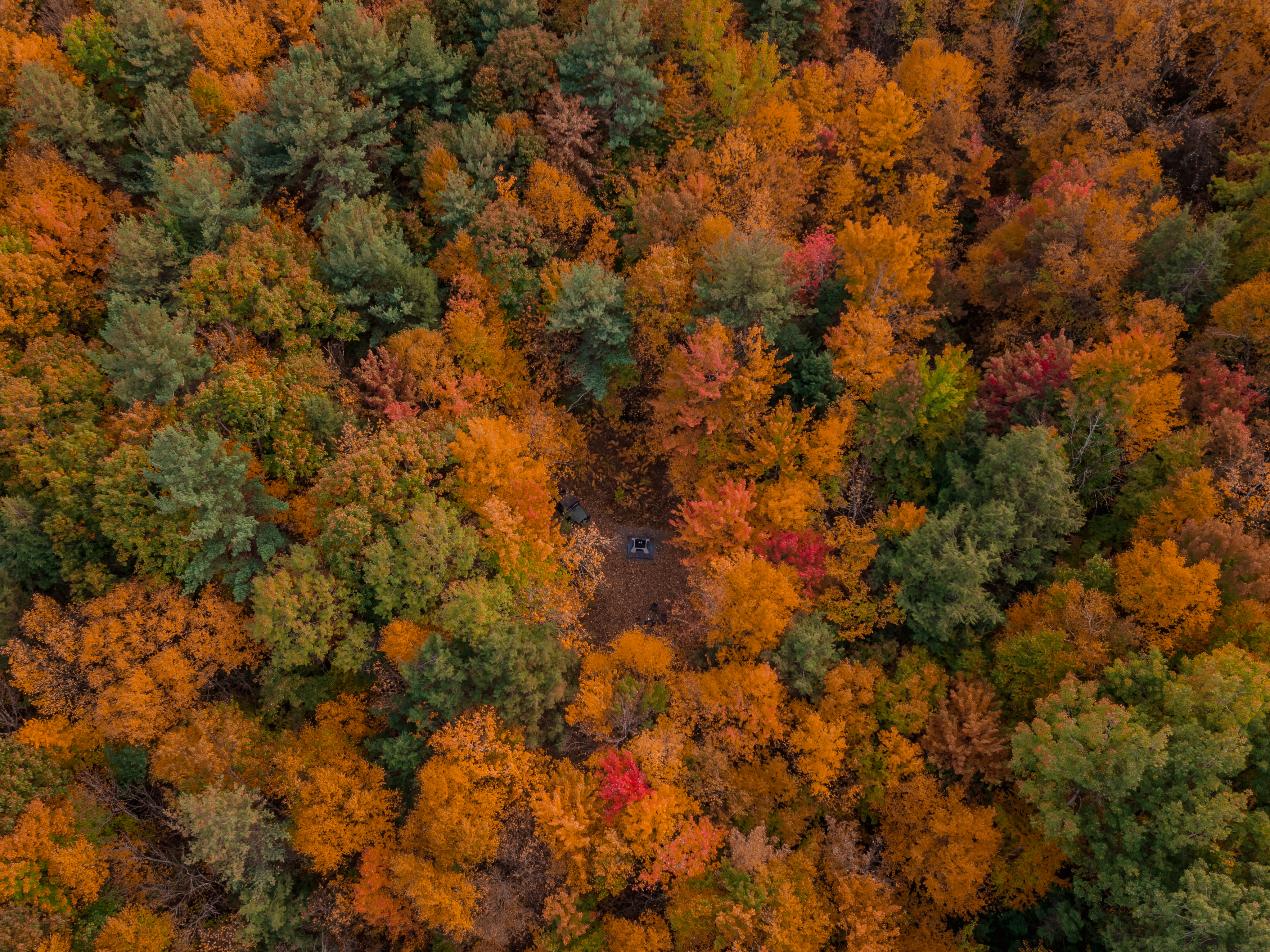 Trees for neighbors