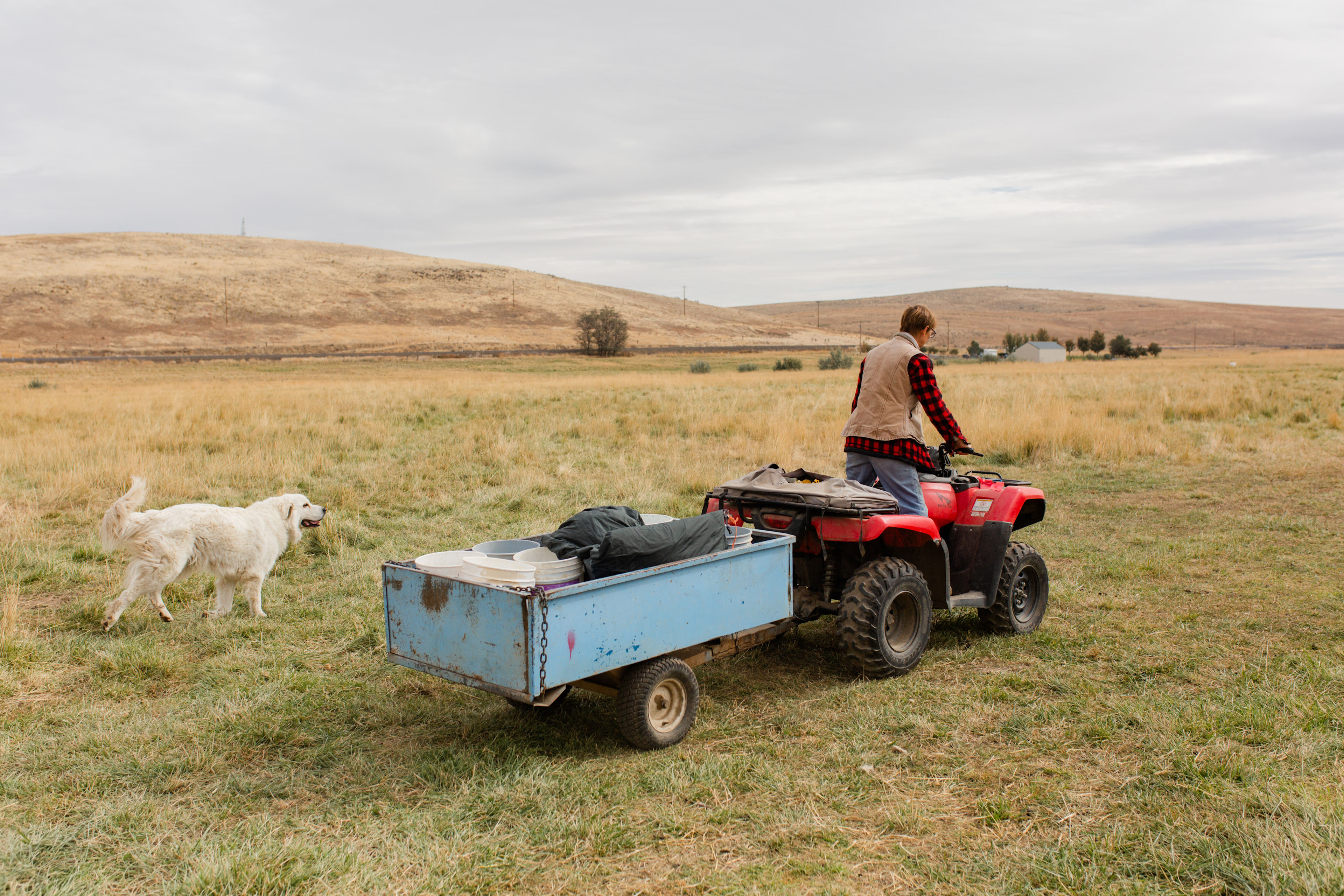 The owner Terri, rounding up sheep and feeding!