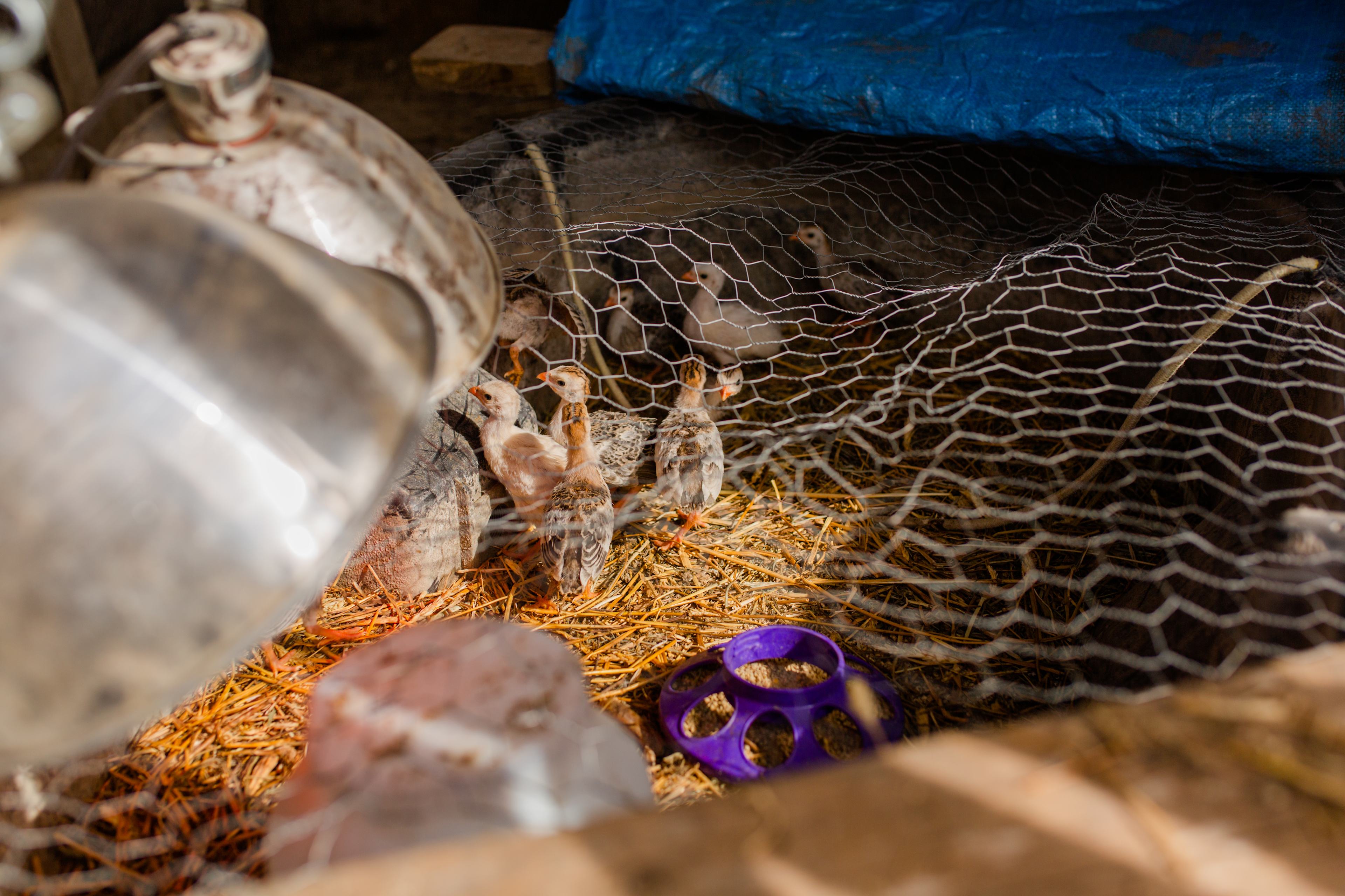 Guinea fowl being raised by the owner.