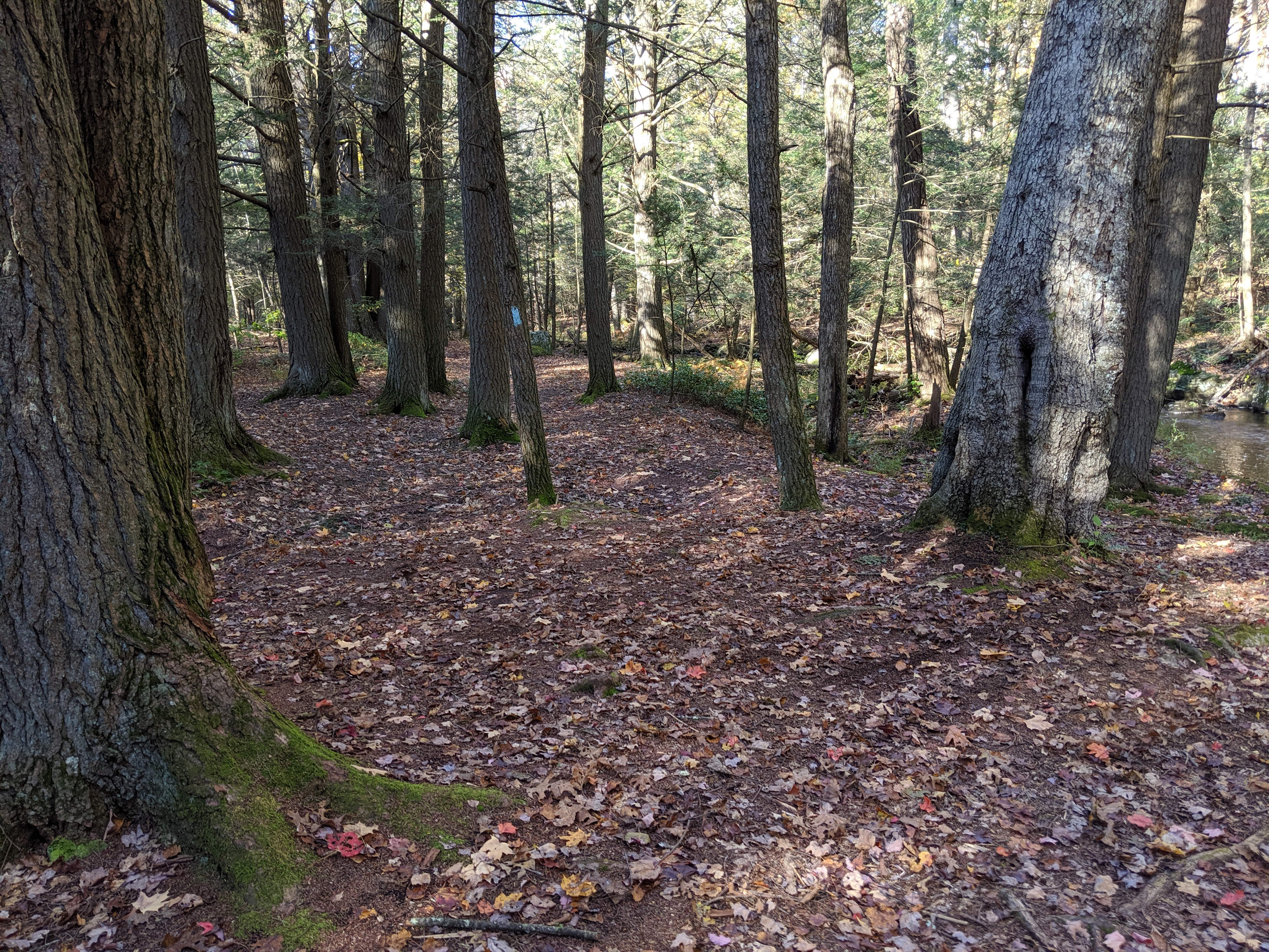 This is the path that leads towards the road/entrance.