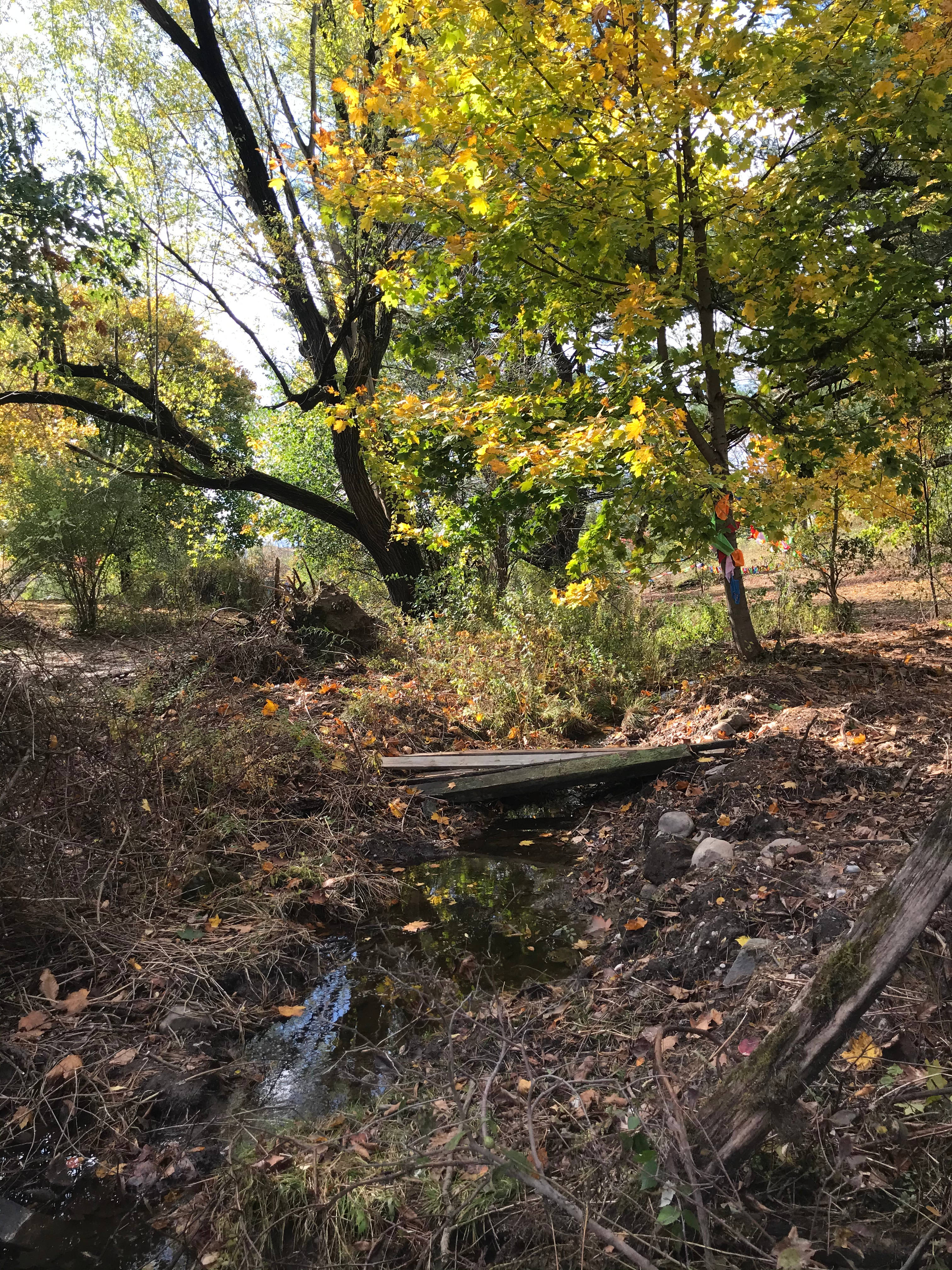 Dharma Bums Eco Lodge