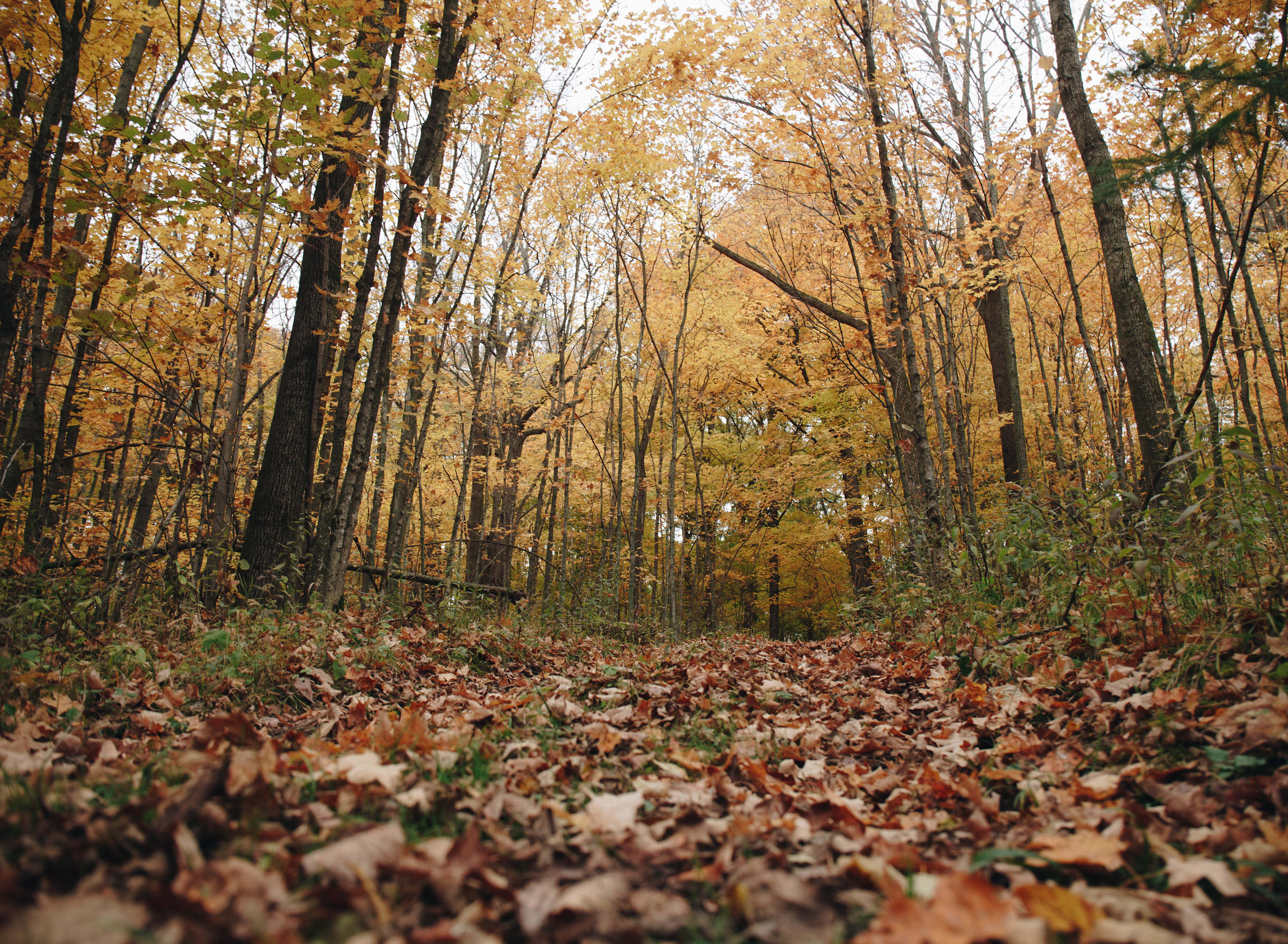 There are many trails around the Stone Ridge Tiny House and campsites for a nice hike!