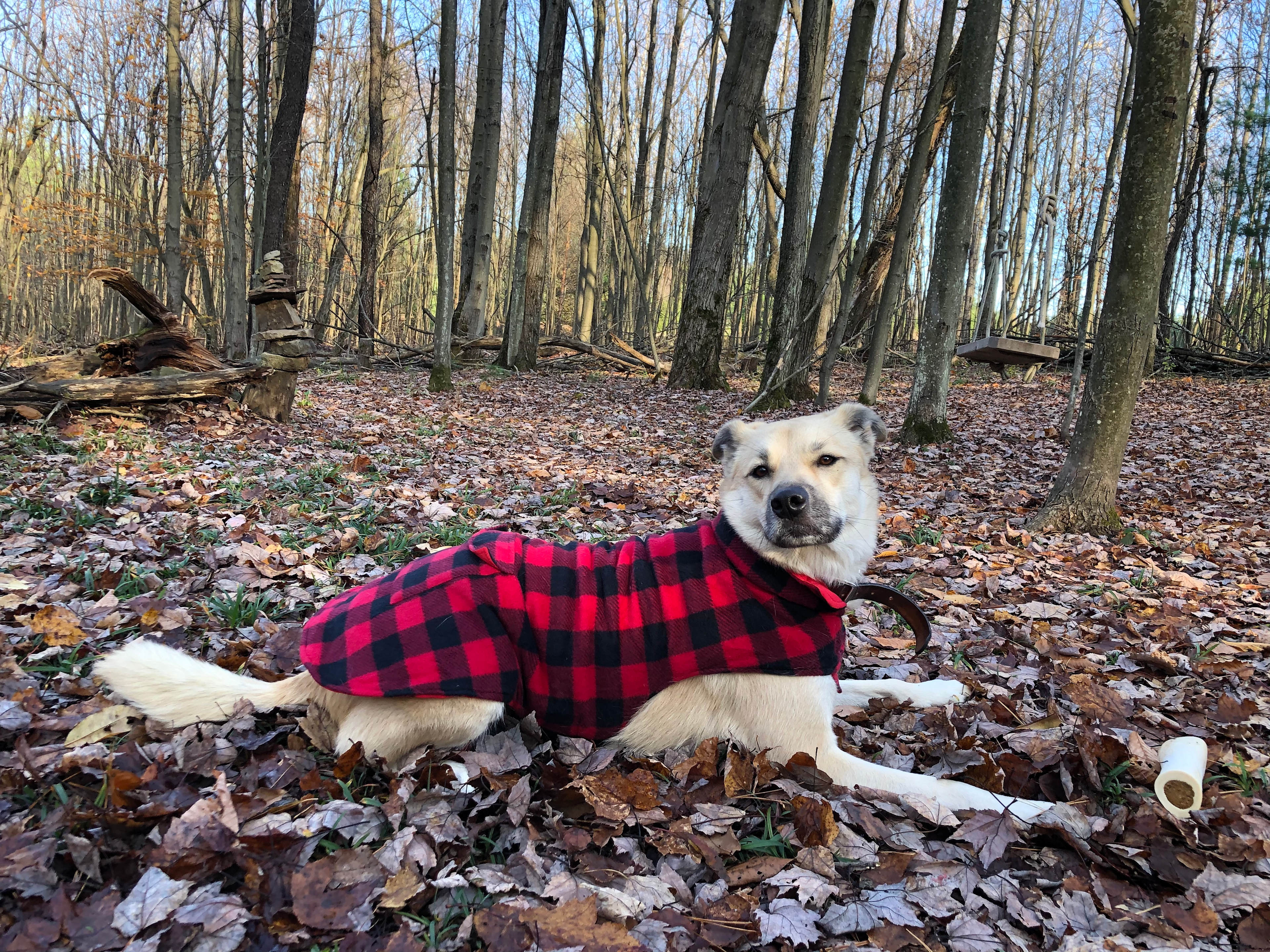 Sanctuary InTheWoods Tent/Yurt Camp