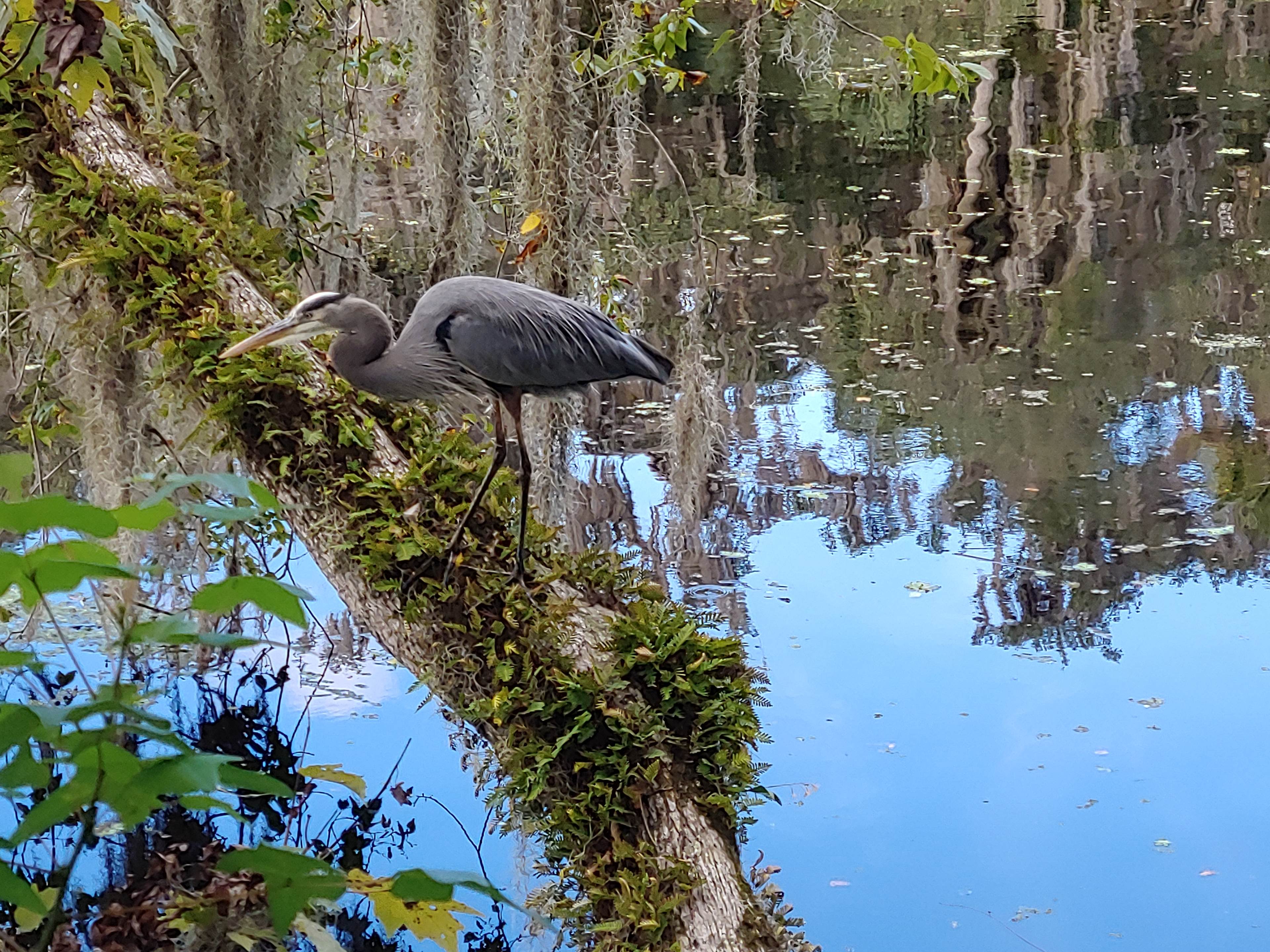 Great blue herons on St John's River fed by blue springs. Feeding ground for manatees in winter 