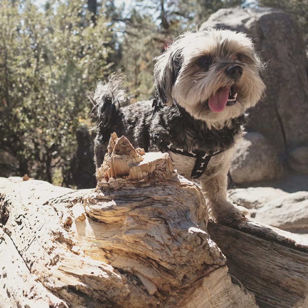 Great place to hike with dogs and dogs are also welcome in the visitors center
