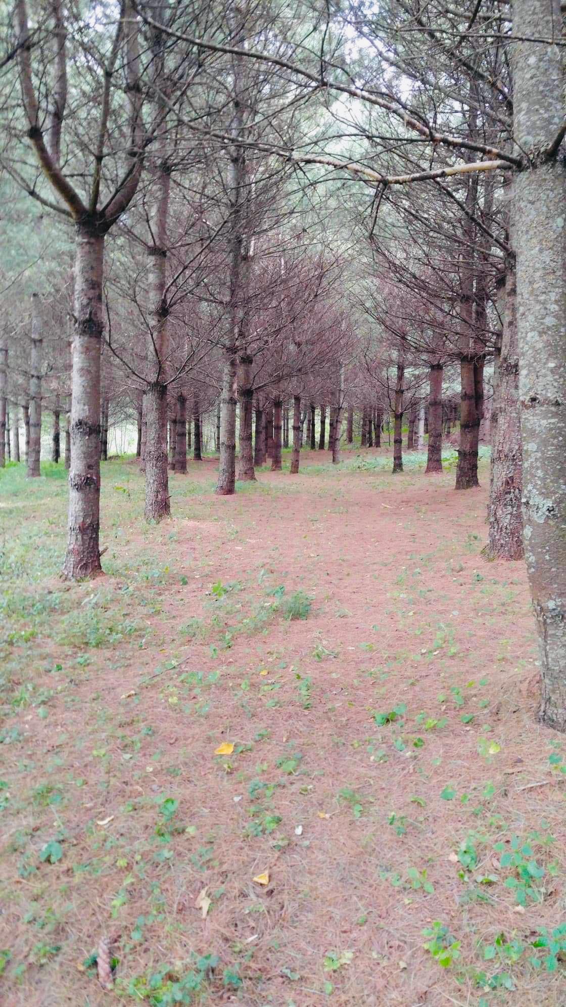 Camp Karuga
