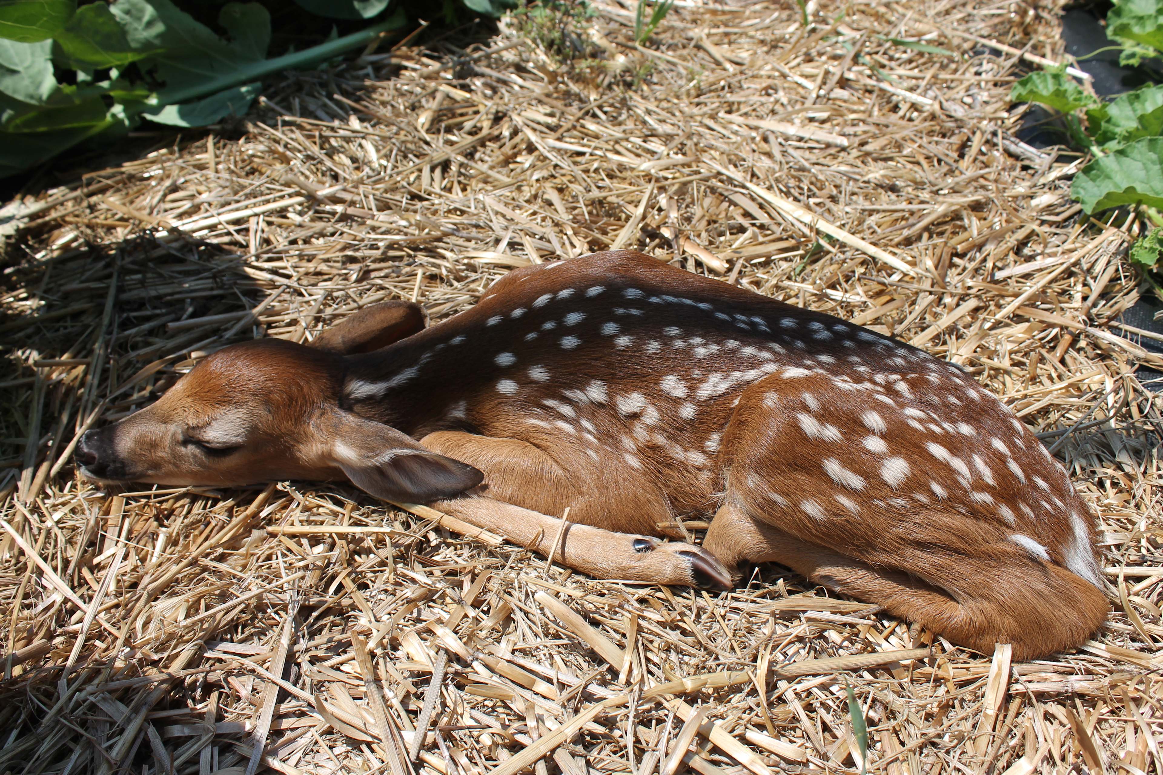 Nature is pretty comfortable with us and interactions with deer, fox, and birds are a common occurrence. 