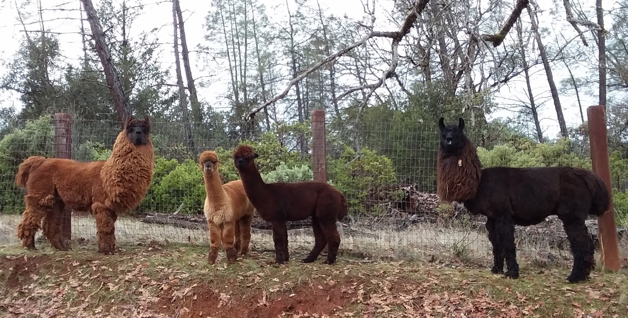 Our first animals in 2018...2 Argentine llamas and their "mini me" alpacas! They are the inspiration for our One Thing Ranch. 
