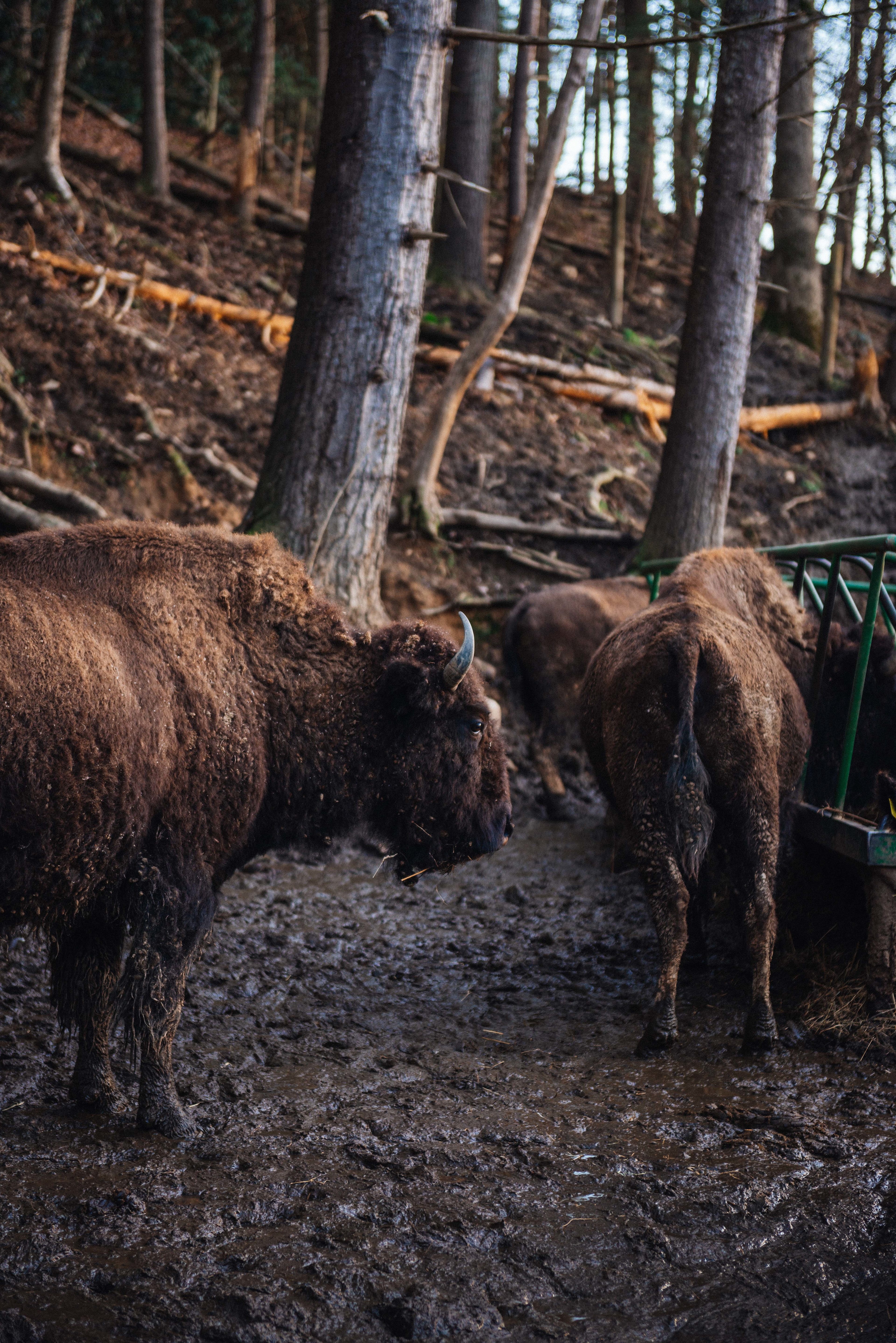 Buffalo Creek Vacations