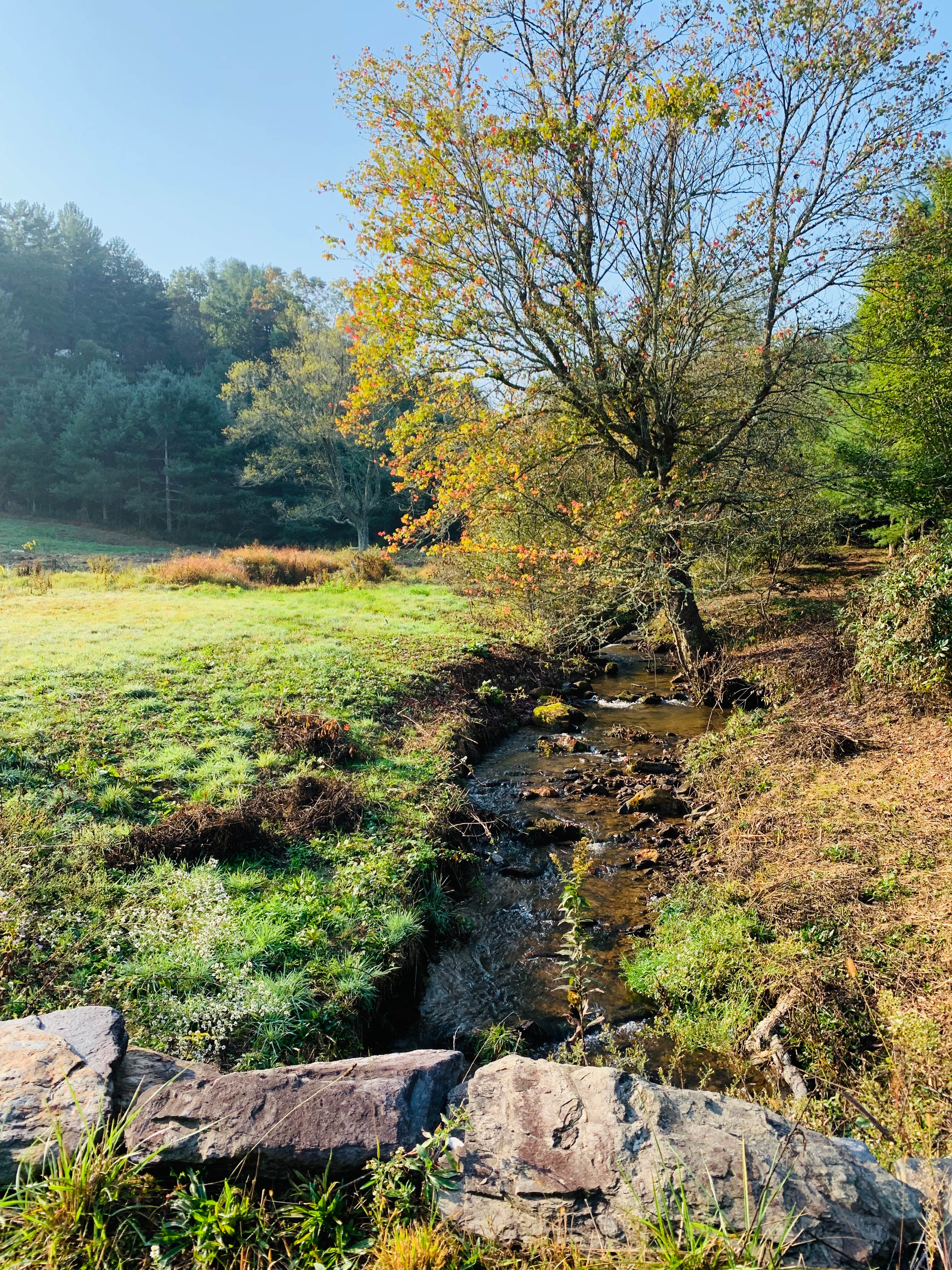 Our feisty creek